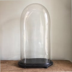 Monumental Victorian Glass Display Dome on an Ebonized Base