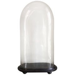 Monumental Victorian Glass Display Dome on an Ebonized Base