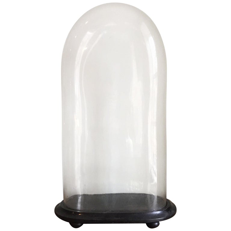 Monumental Victorian Glass Display Dome on an Ebonized Base at 1stDibs
