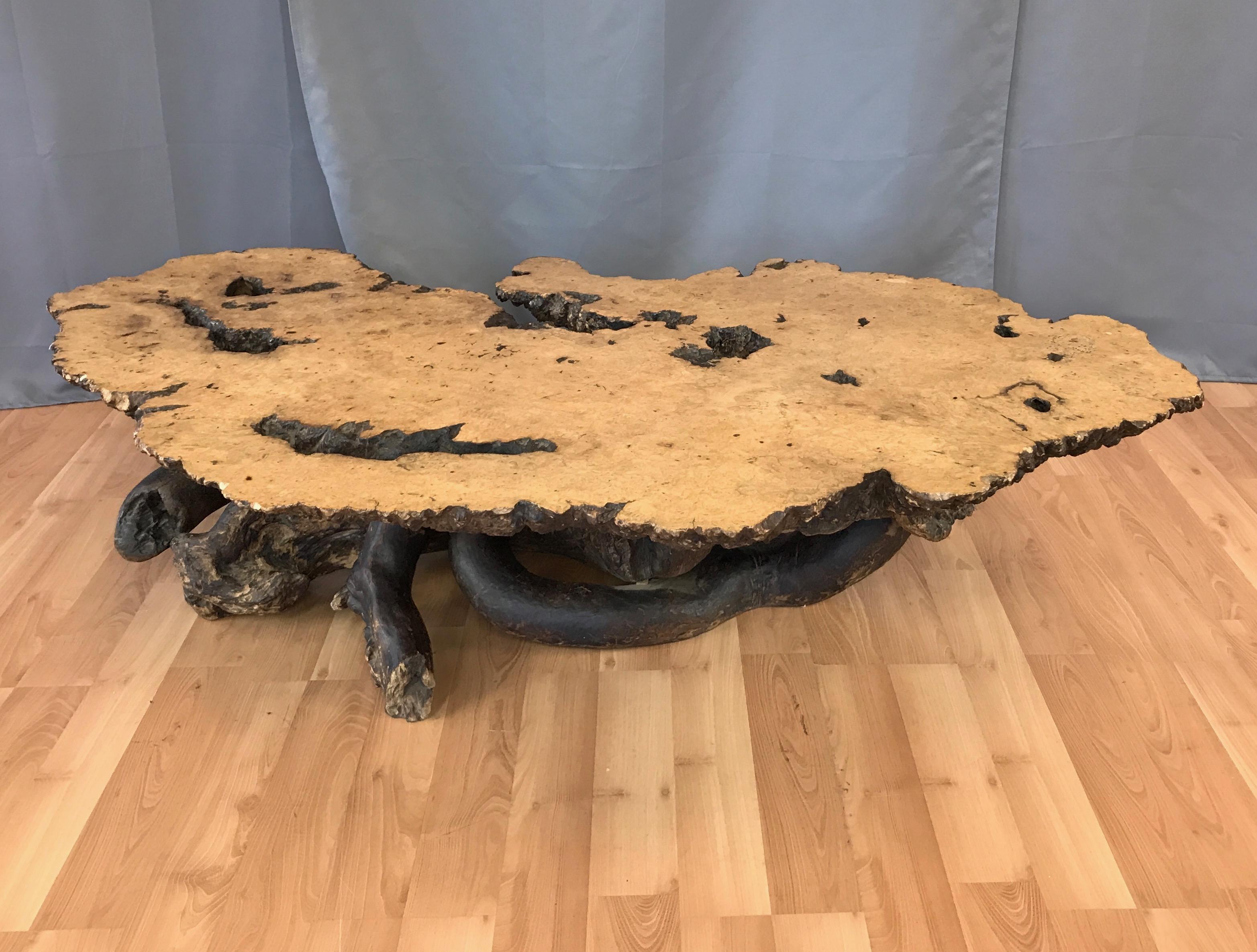 An uncommonly large and impressively crafted 1960s live edge birdseye maple burl slab coffee table on sculptural natural wood base.

Birdseye maple is an unpredictable phenomenon found in only about 1% of hard maple trees, making the expansive 64