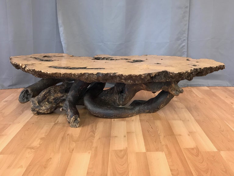 Monumental Birdseye Maple Burl Slab Live Edge Coffee Table, 1960s For
