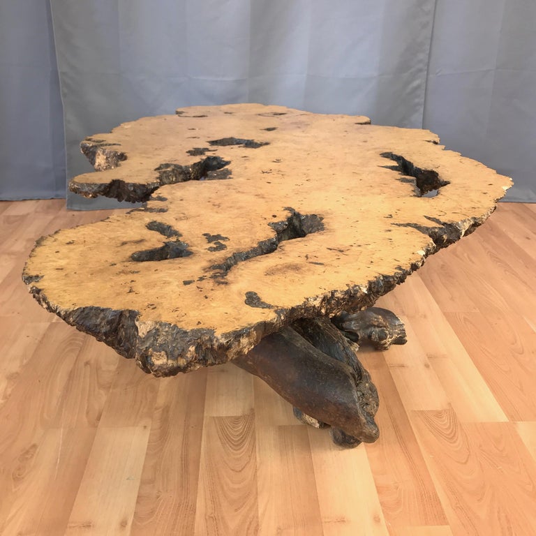 Monumental Birdseye Maple Burl Slab Live Edge Coffee Table, 1960s For