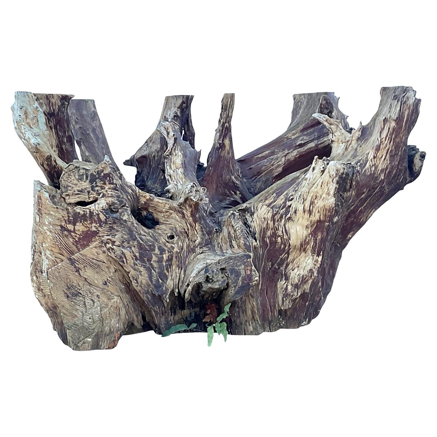 Monumental Vintage Florida Cypress Root Pedestal