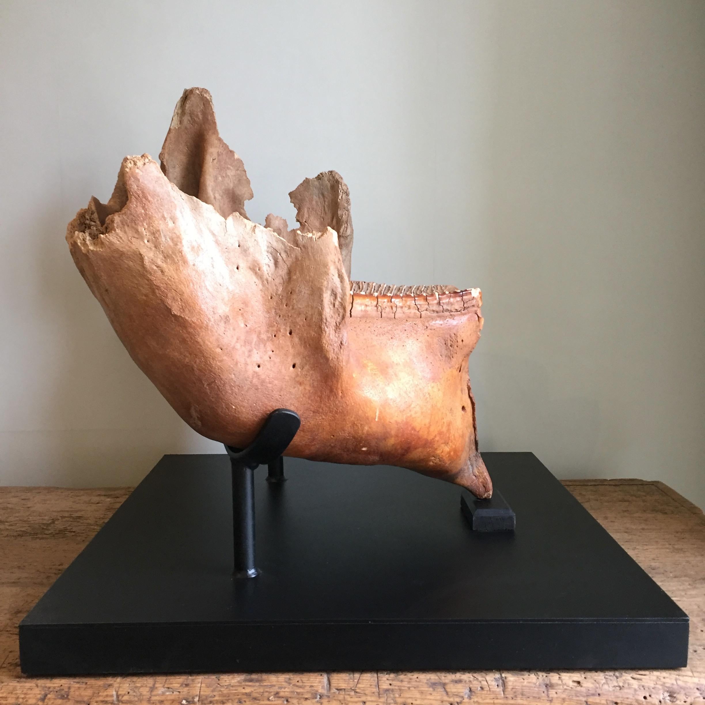 The piece shows stunning natural, almost terracotta color and fossilization to the teeth.

The jaw has been mounted on a custom metal stand to show it off at its natural angle. It would make an impressive centre piece to any setting.

The woolly