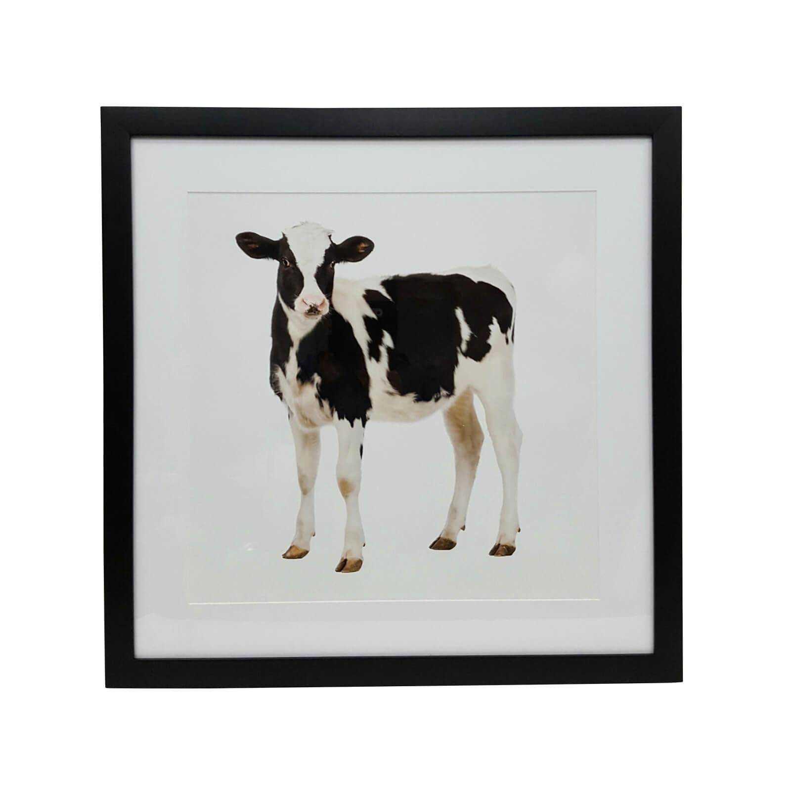 Beautiful Cow Photograph. Uniquely Framed in black matte with Plexiglas. Bespoke configurations available upon request