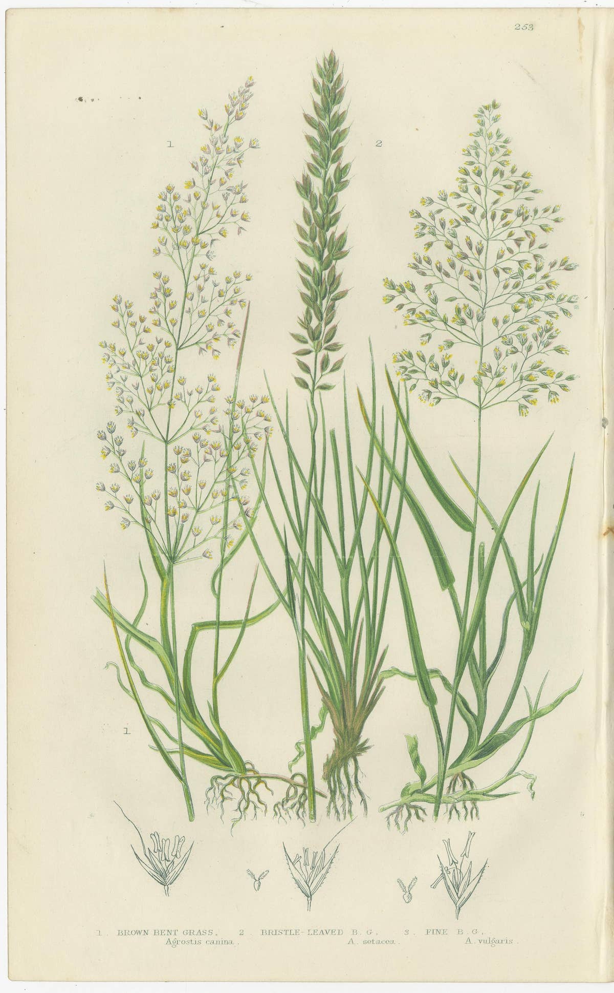 Moonwort and Adder’s Tongue Ferns Antique Botanical Prints, 1873