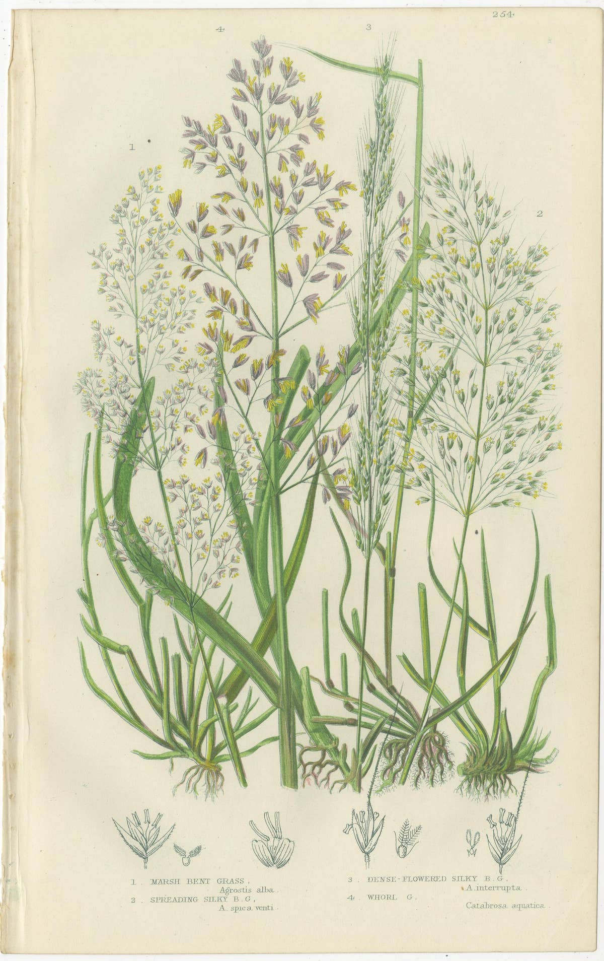 Moonwort and Adder’s Tongue Ferns Antique Botanical Prints, 1873