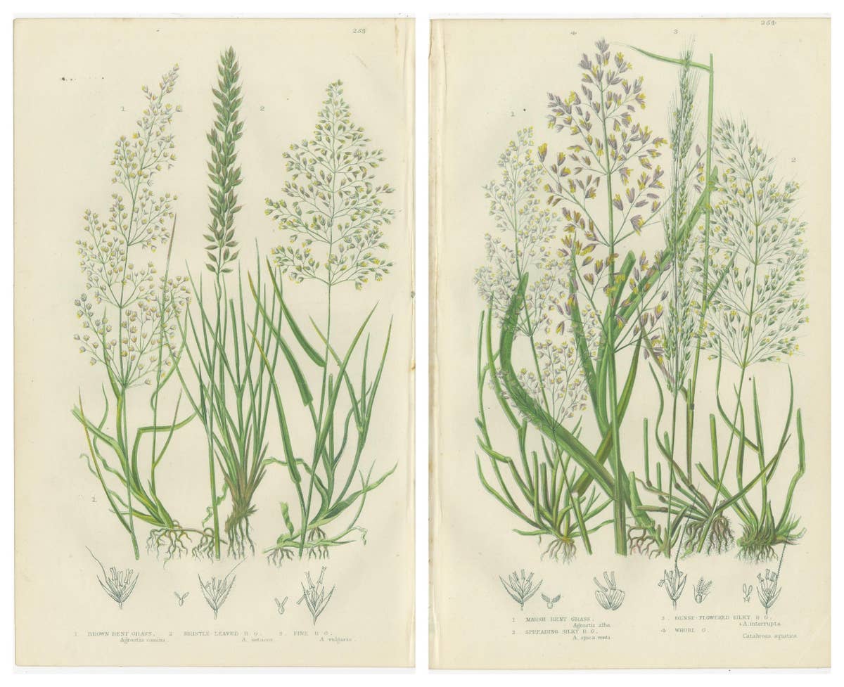 Moonwort and Adder’s Tongue Ferns Antique Botanical Prints, 1873