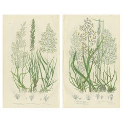 Moonwort and Adder’s Tongue Ferns Antique Botanical Prints, 1873