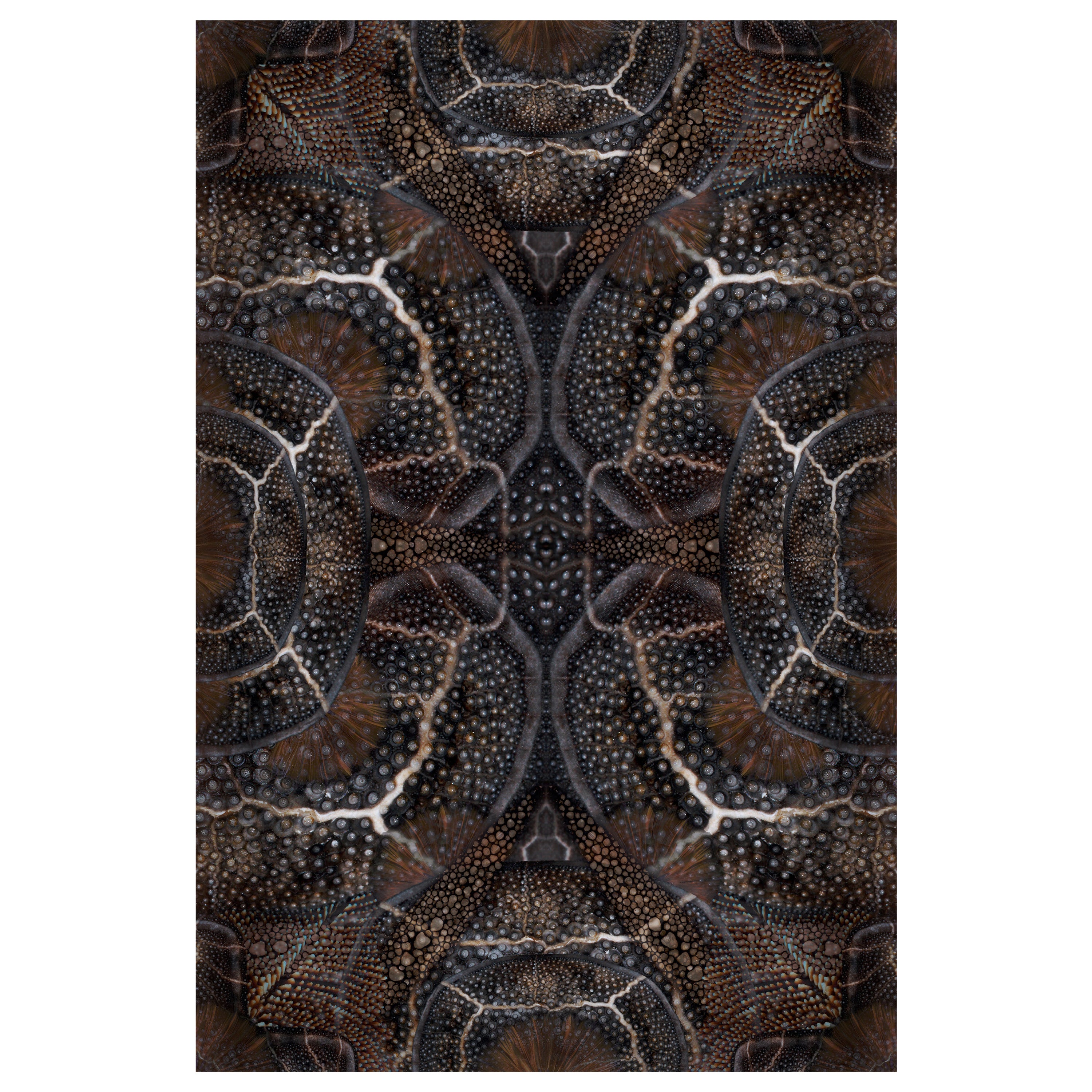 Moooi Large Extinct Animals Blooming Seadragon Rug in Wool
