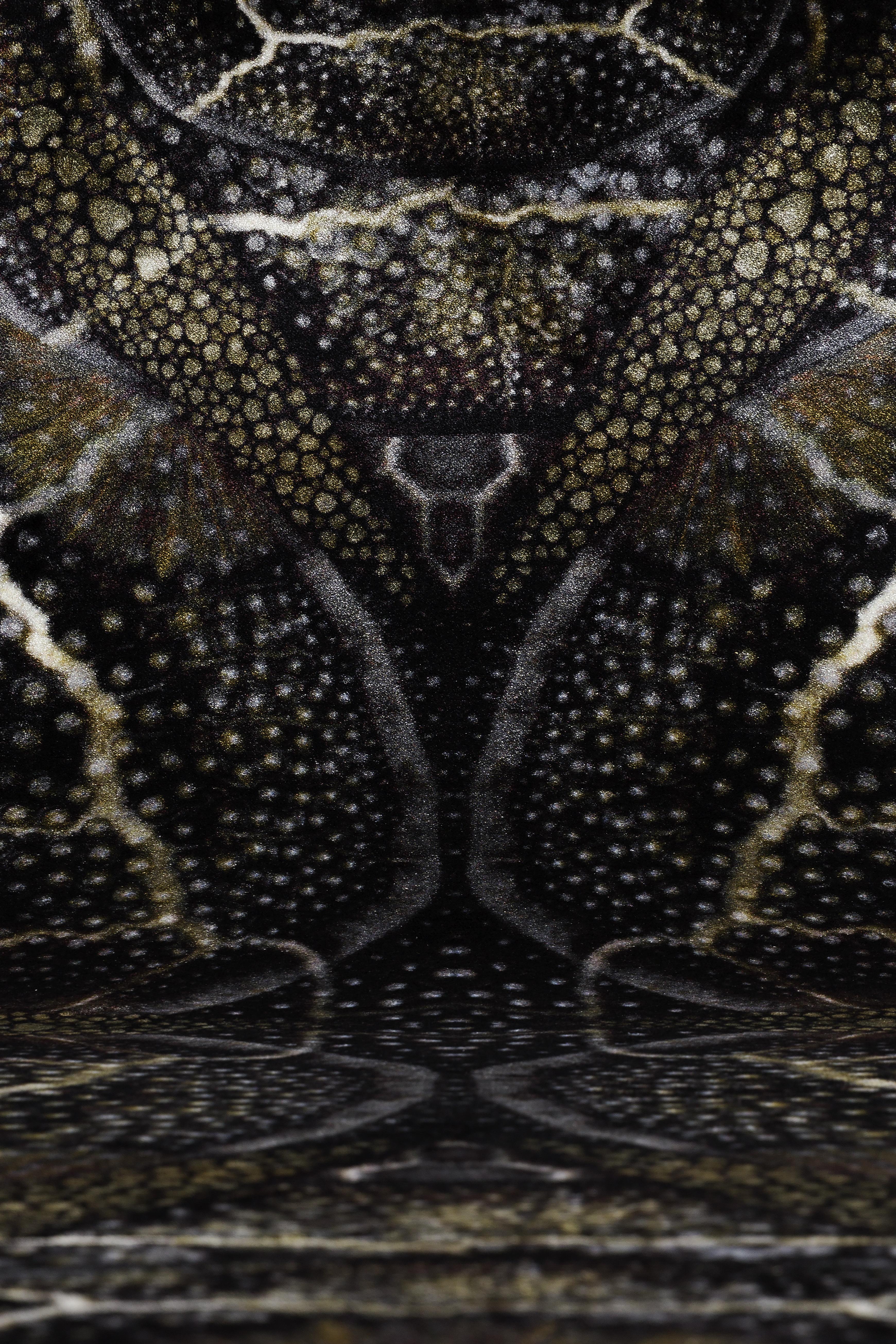 Moooi Tapis Small Extinct Animals Blooming Seadragon en polyamide à faible poil

