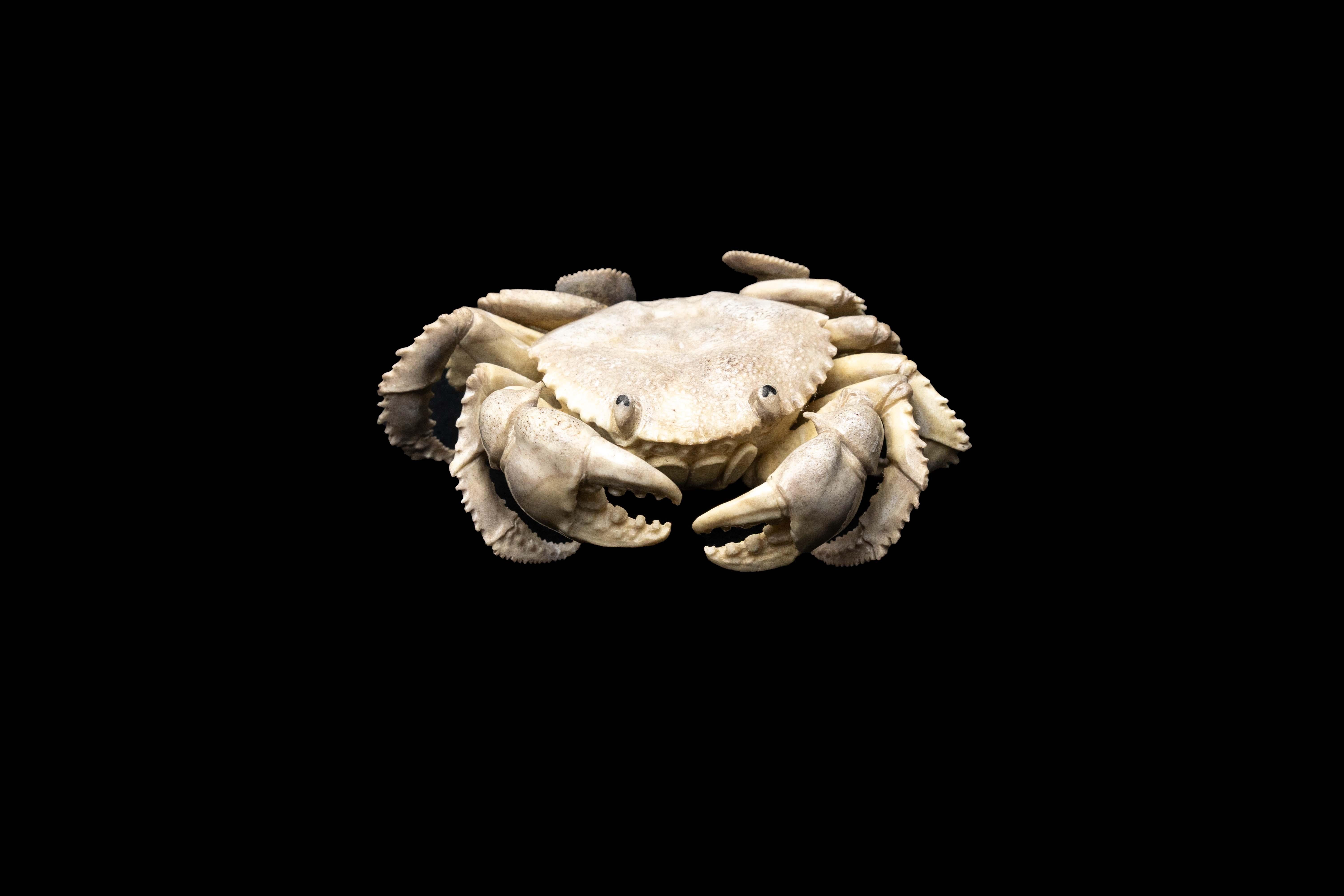 Carved moose antler crab. Detailed moose antler carving of a Crab, from Indonesia. This is a one of a kind object. The moose antler was sourced in North America and then sent to Asia for carving. Quality of ivory, but with sustainability, as the