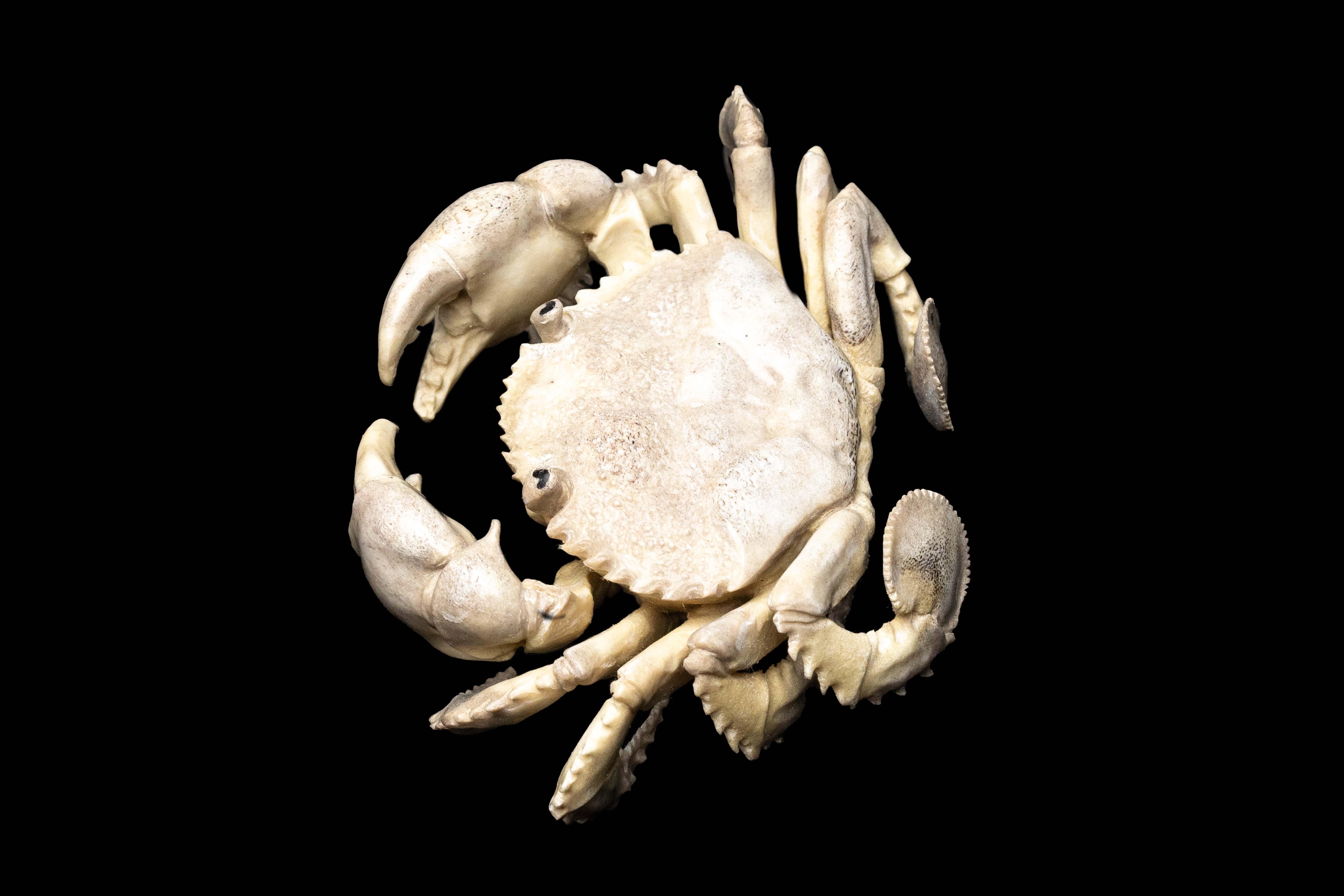 Moose Antler Carving of a Crab 1