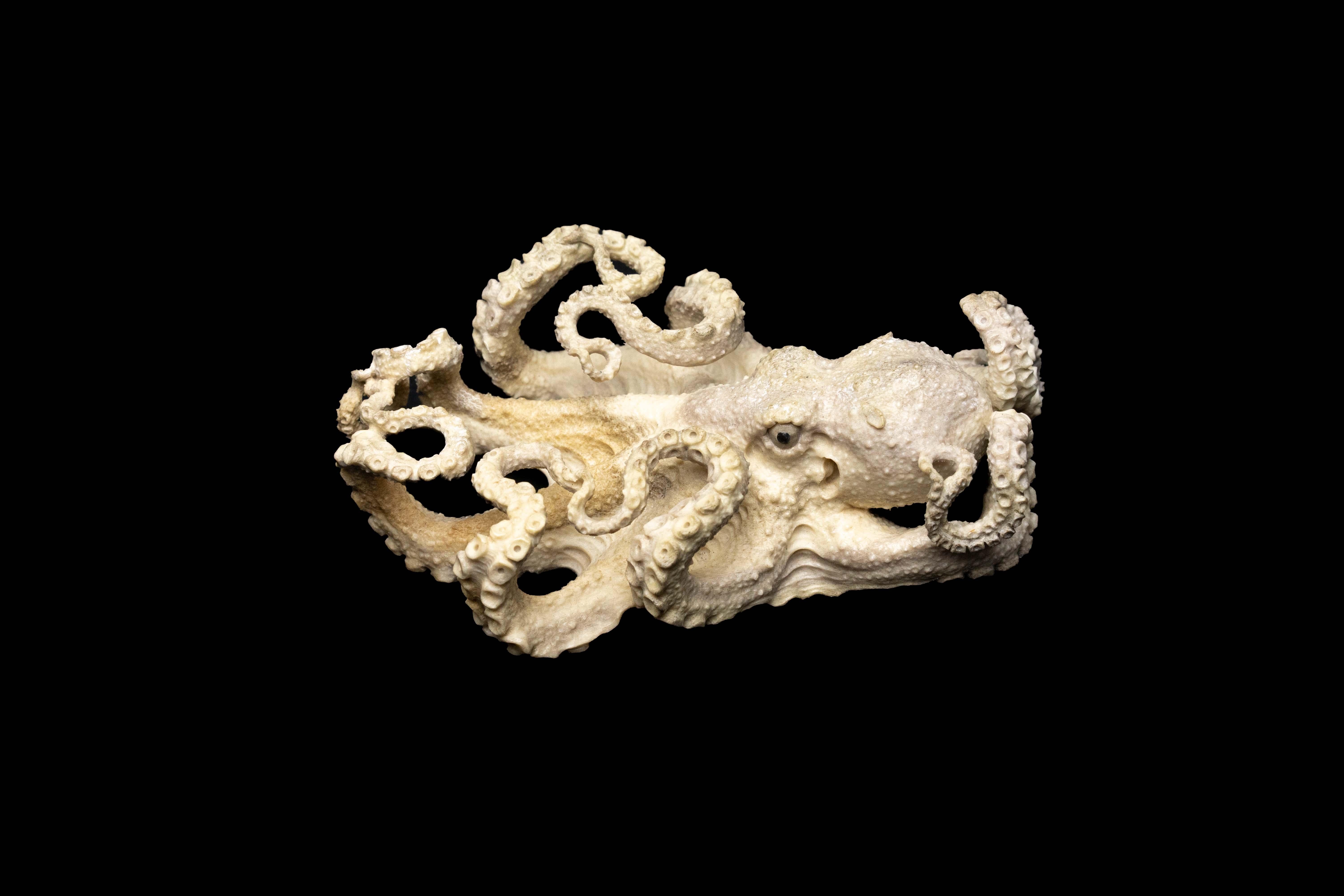 Carved moose antler bat. Detailed moose antler carving of a Seahorse, from Indonesia. This is a one of a kind object. The moose antler was sourced in North America and then sent to Asia for carving. Quality of ivory, but with sustainability, as the