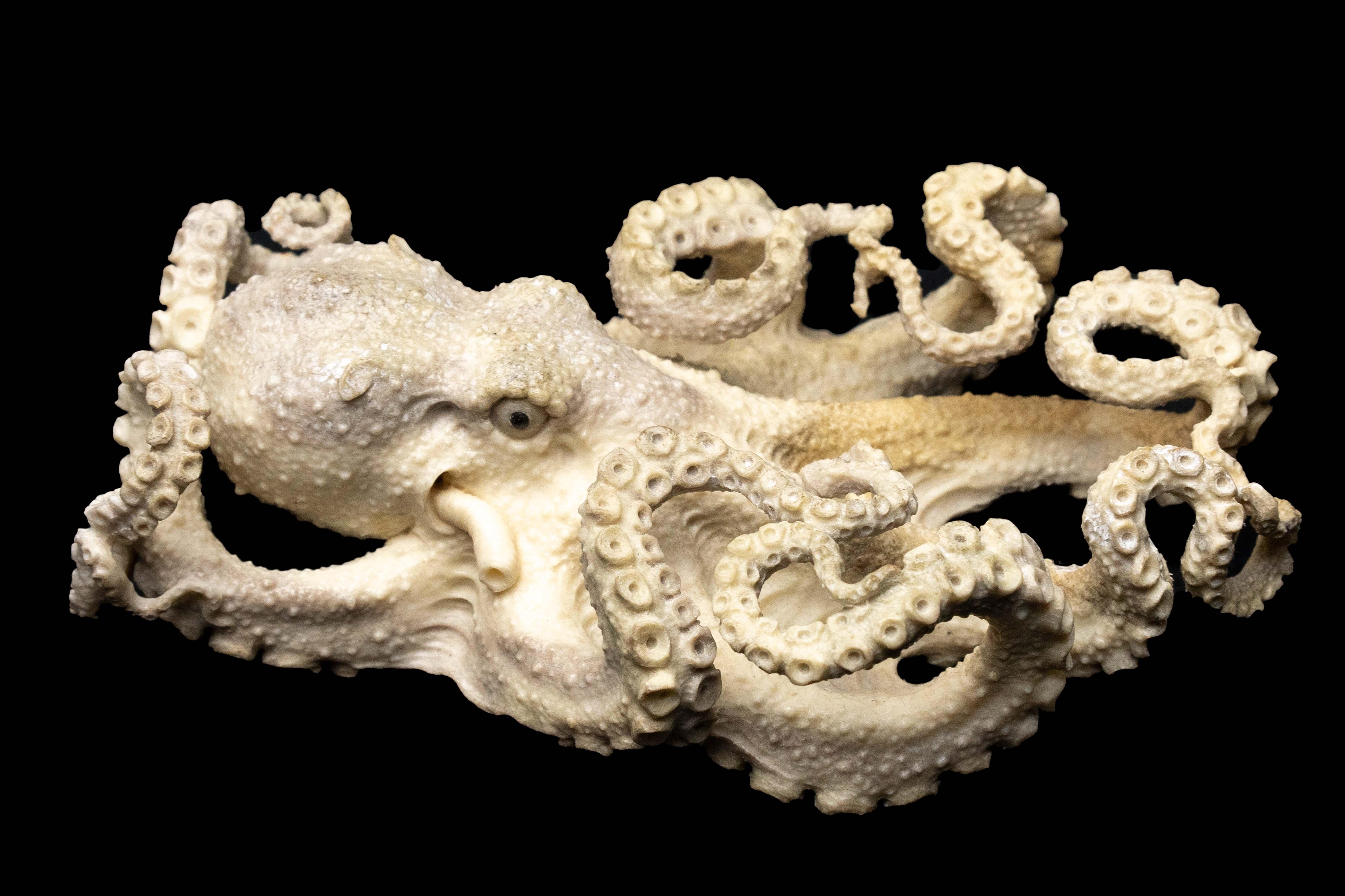 North American Moose Antler Carving of a Octopus