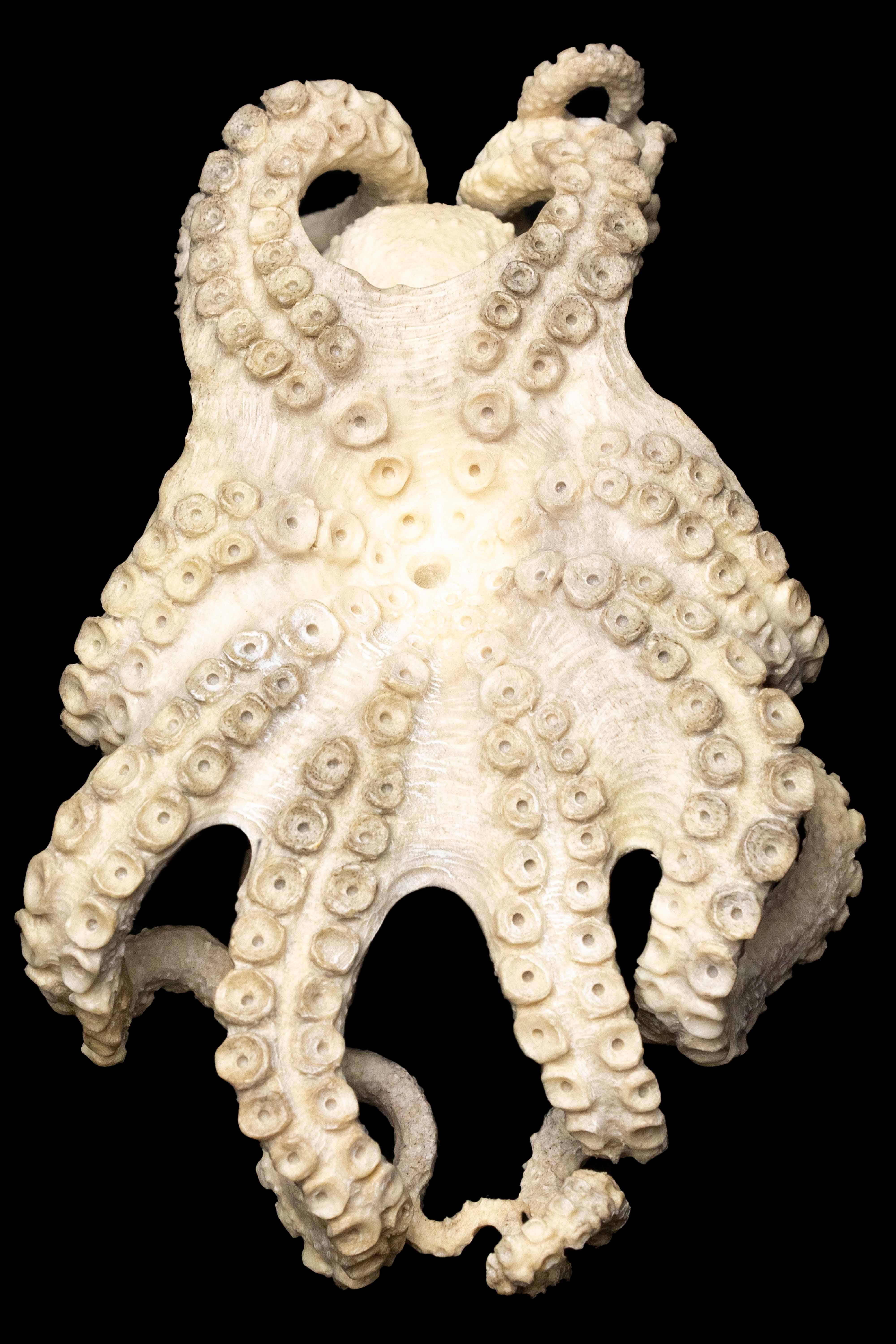 Hand-Carved Moose Antler Carving of a Octopus