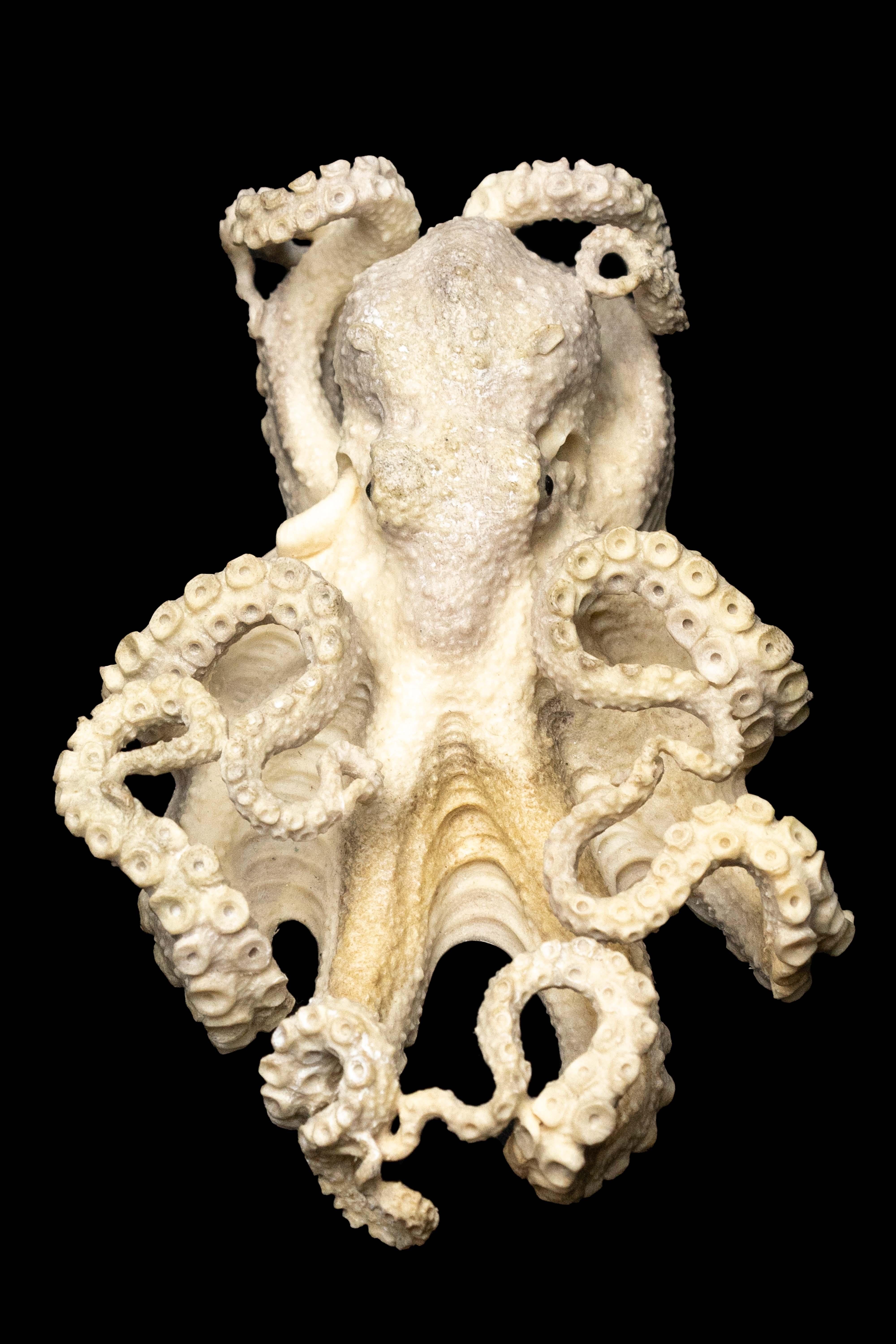 Contemporary Moose Antler Carving of a Octopus