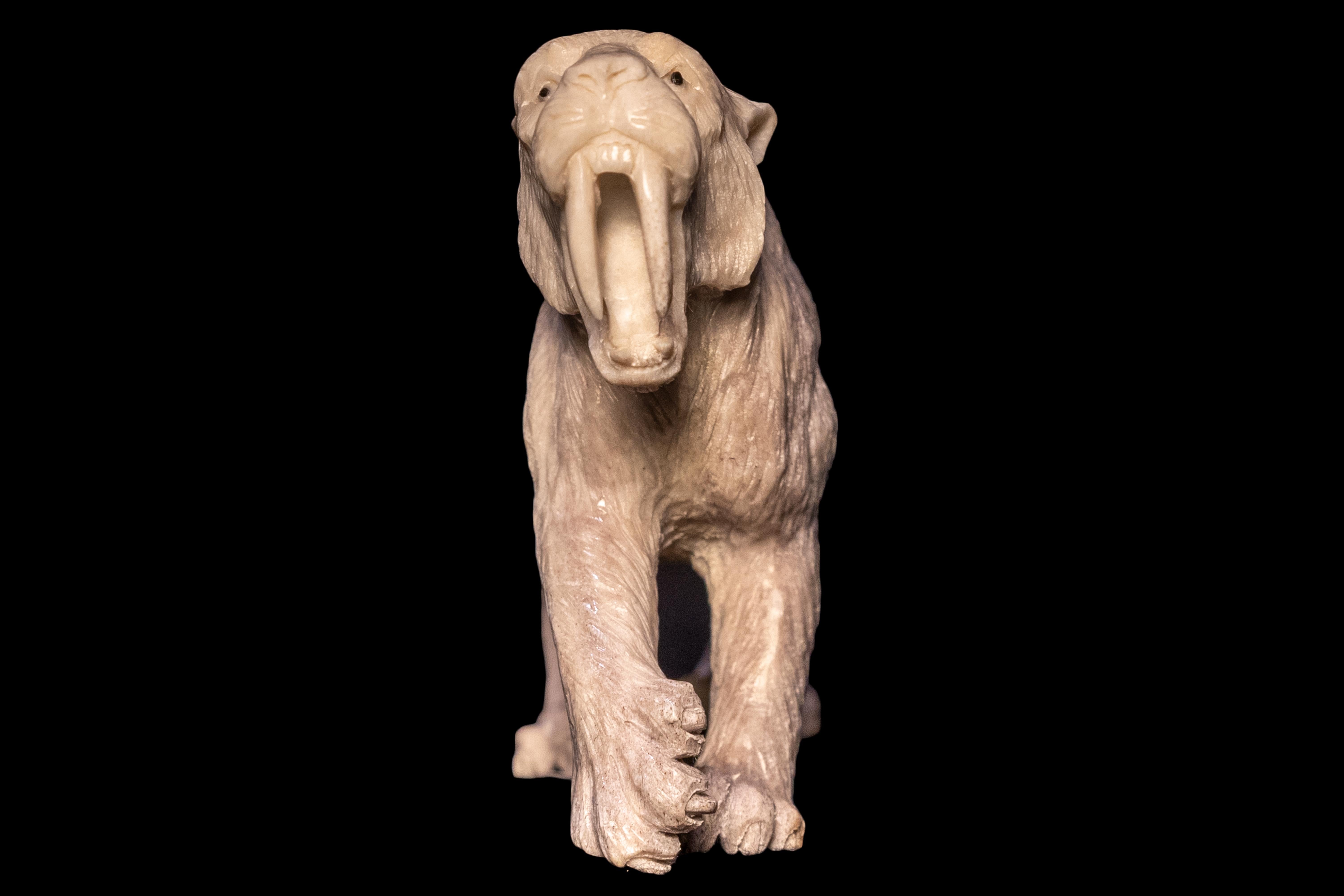 Sabertooth Tiger moose antler carving.  Detailed moose antler carving of a lion, from Indonesia. This is a one of a kind object. The moose antler was sourced in North America and then sent to Asia for carving. Quality of ivory, but with