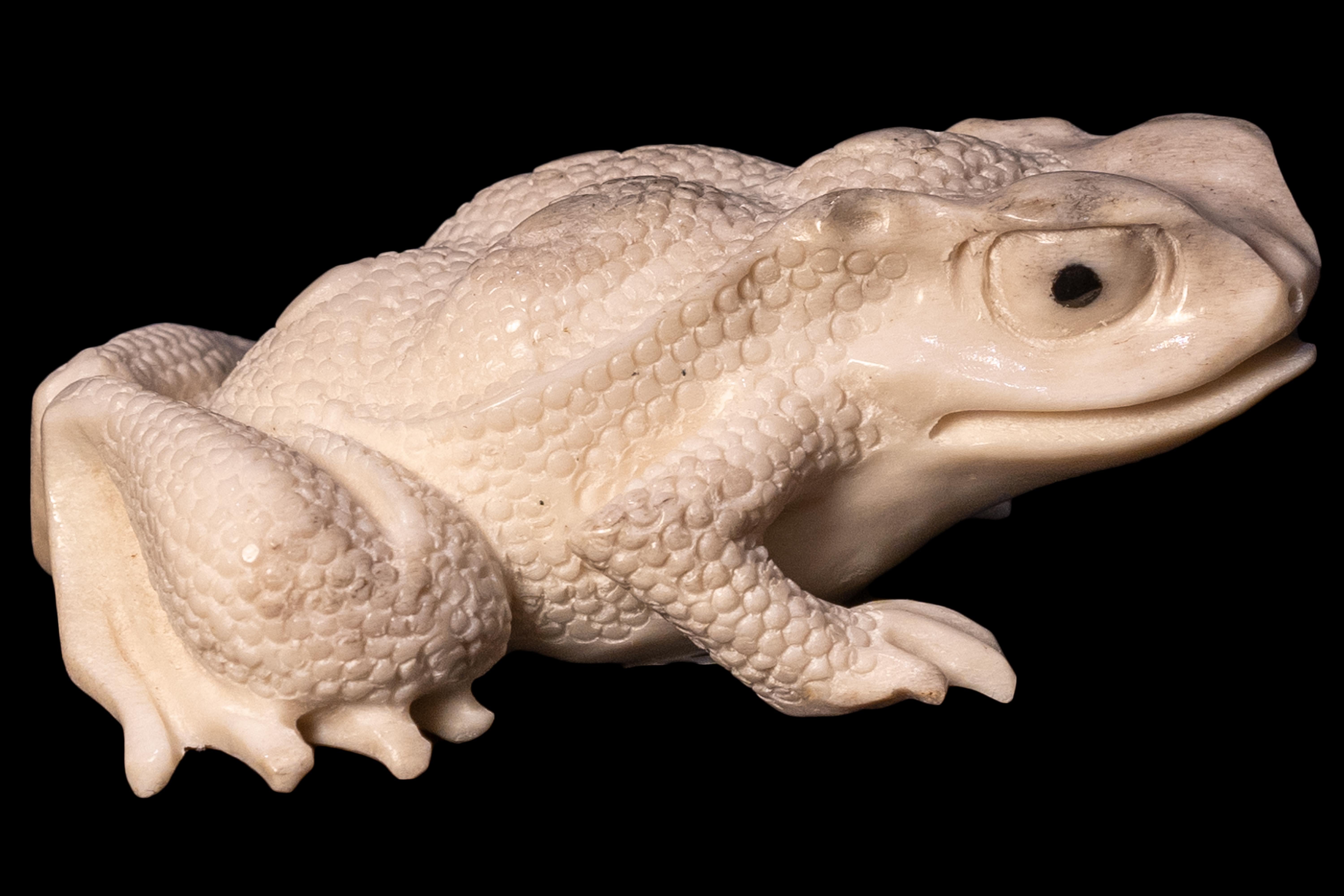 Toad Moose Antler Carving. Detailed moose antler carving of a lion, from Indonesia. This is a one of a kind object. The moose antler was sourced in North America and then sent to Asia for carving. Quality of ivory, but with sustainability, as the