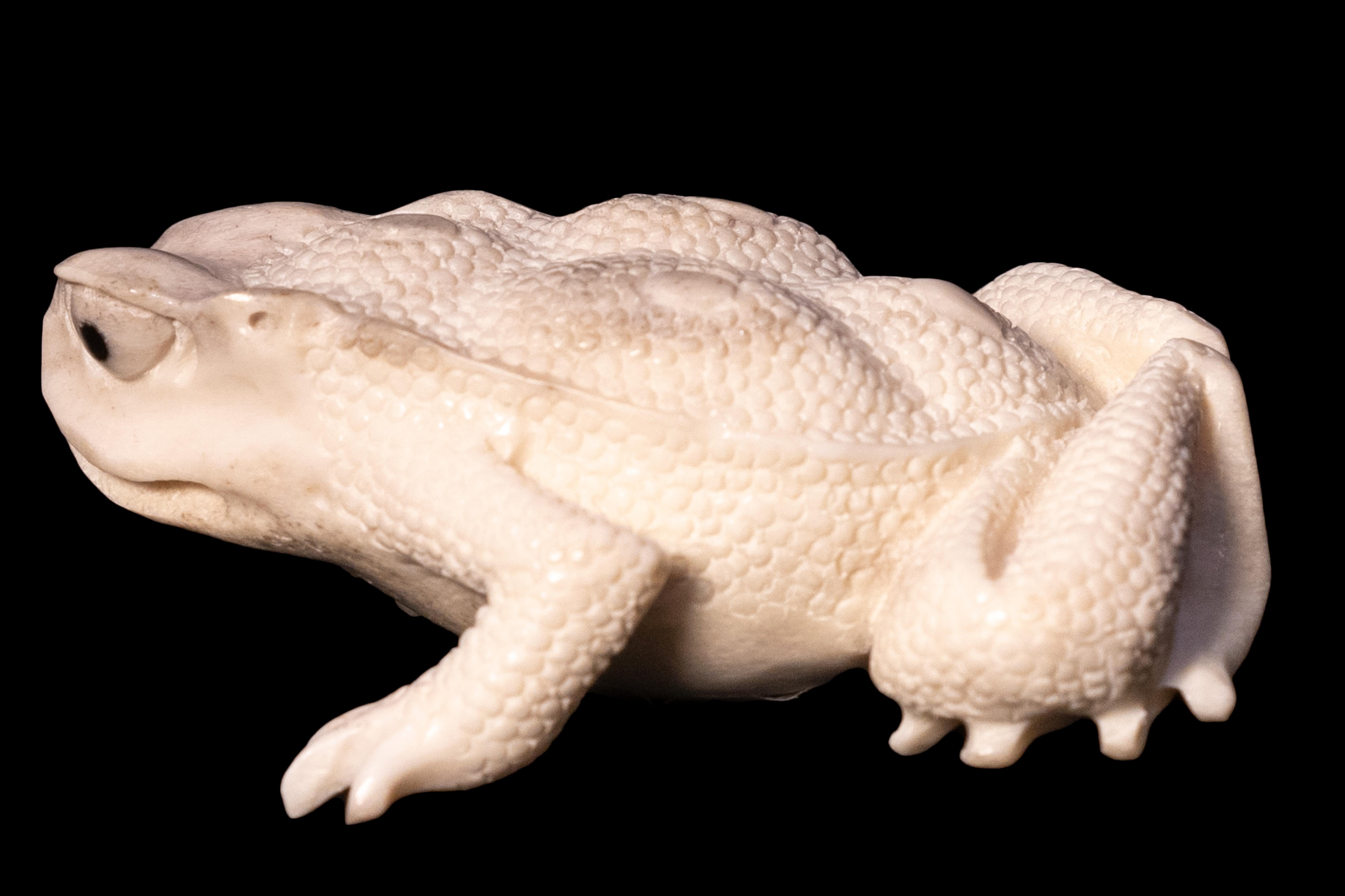 Moose Antler Carving of Toad 1
