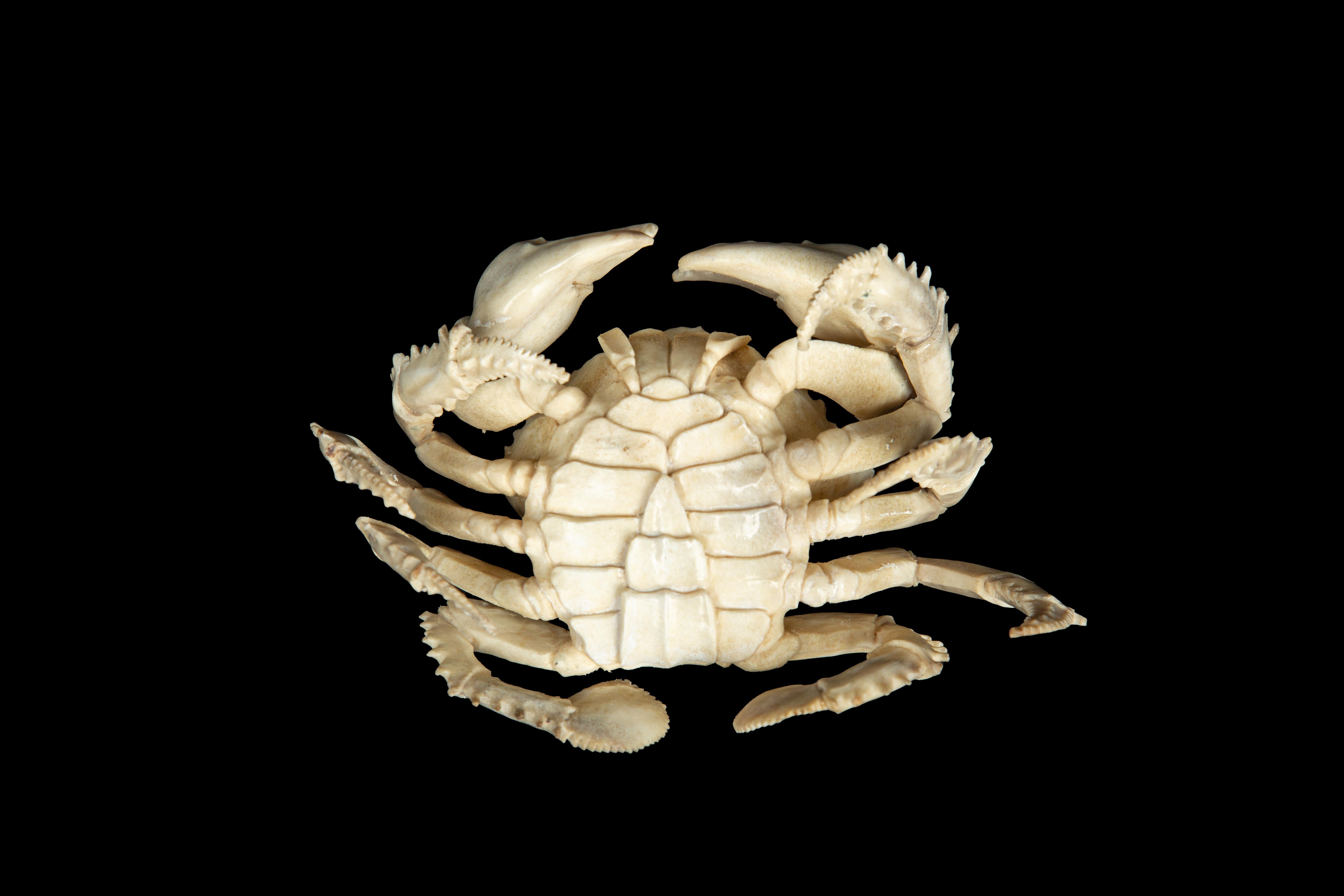 Moose Antler Crab In Excellent Condition In New York, NY