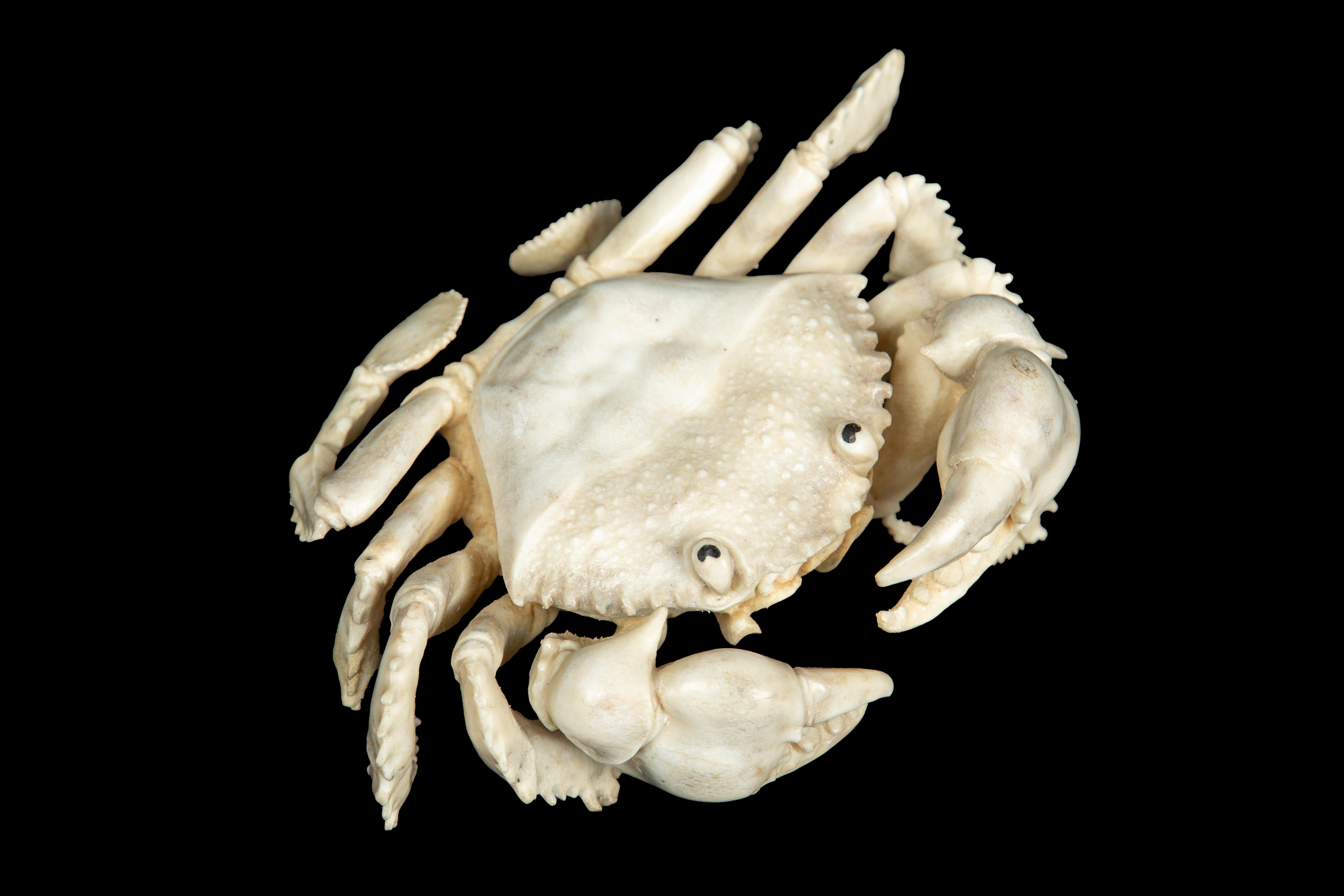 Contemporary Moose Antler Crab