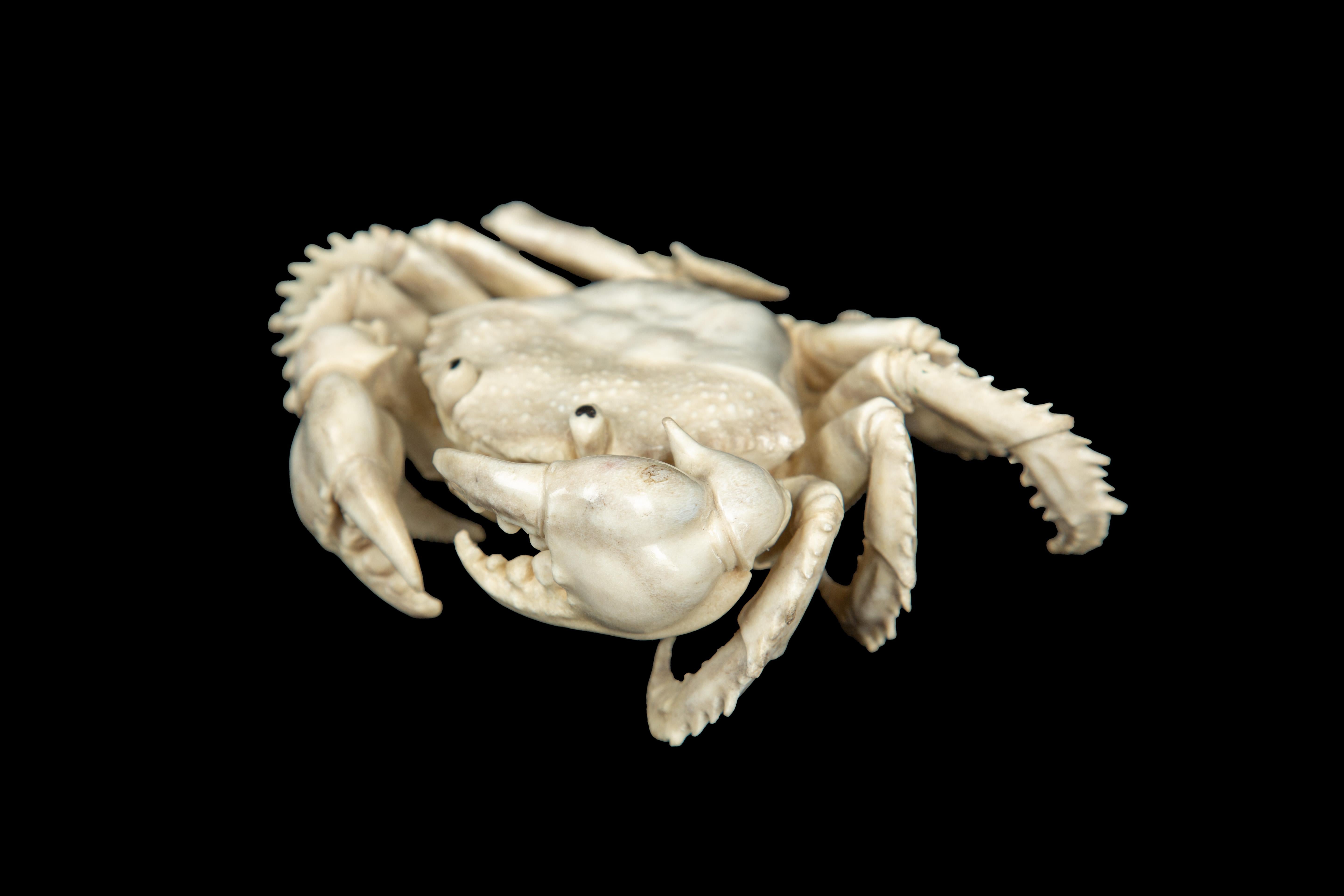 Moose Antler Crab 1