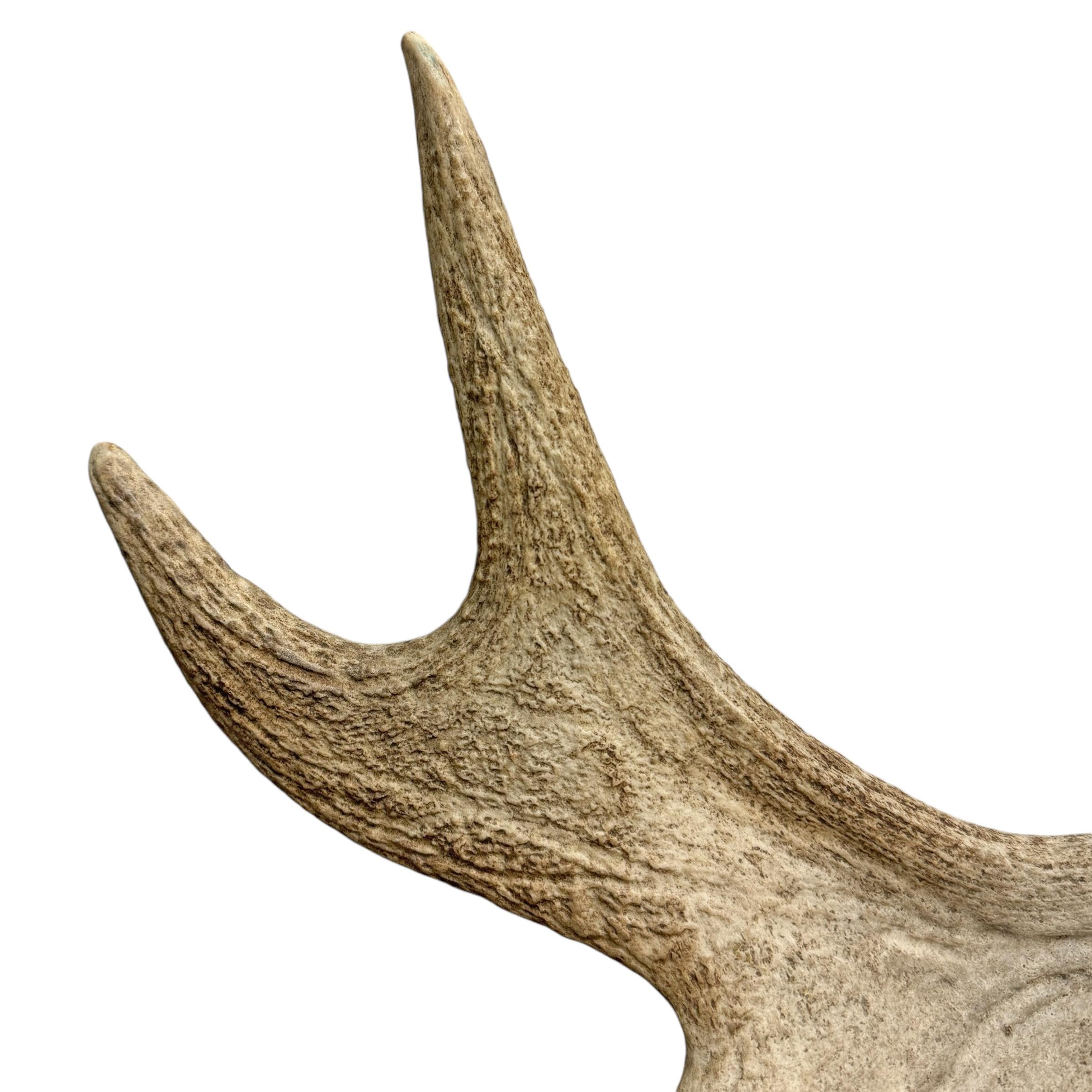 Moose Antler Lamp For Sale 4