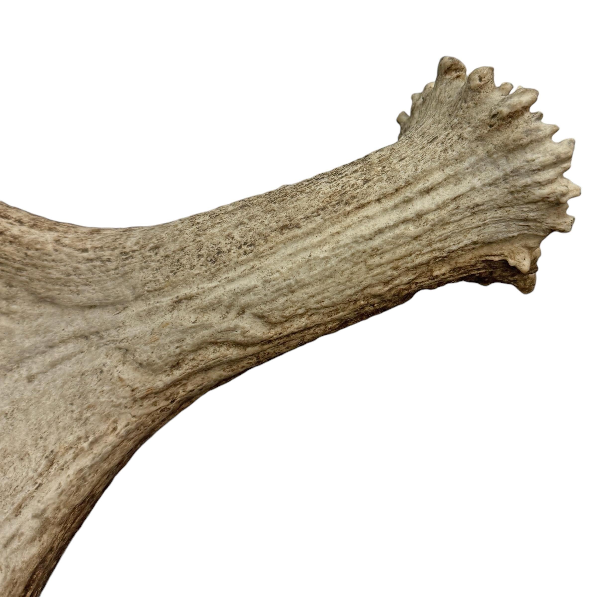 Moose Antler Lamp For Sale 5