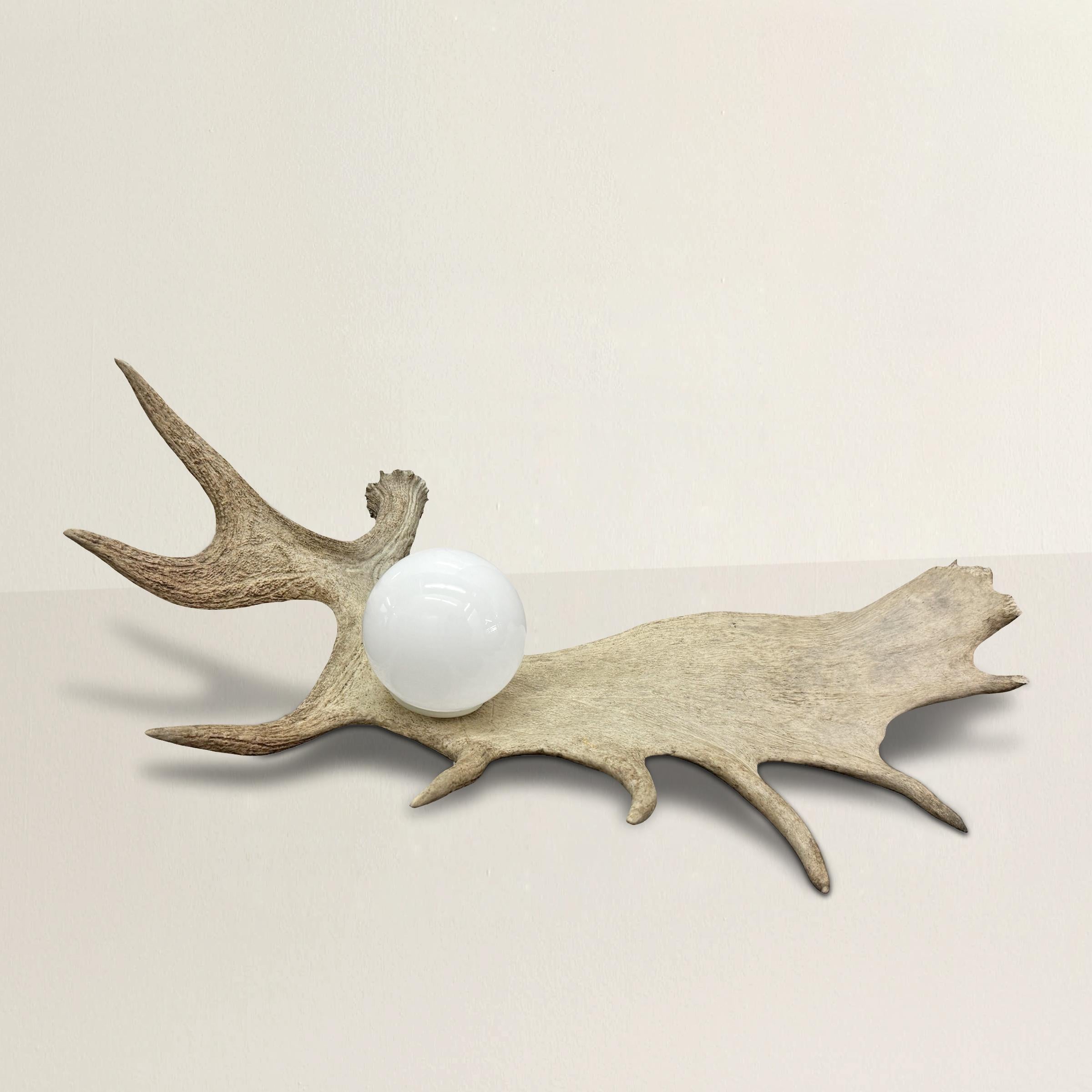 This contemporary light fixture combines the rustic beauty of nature with modern elegance. Crafted from a naturally shed moose antler, the piece boasts a unique story, showing the subtle marks of wildlife interaction—evidence of its time spent in