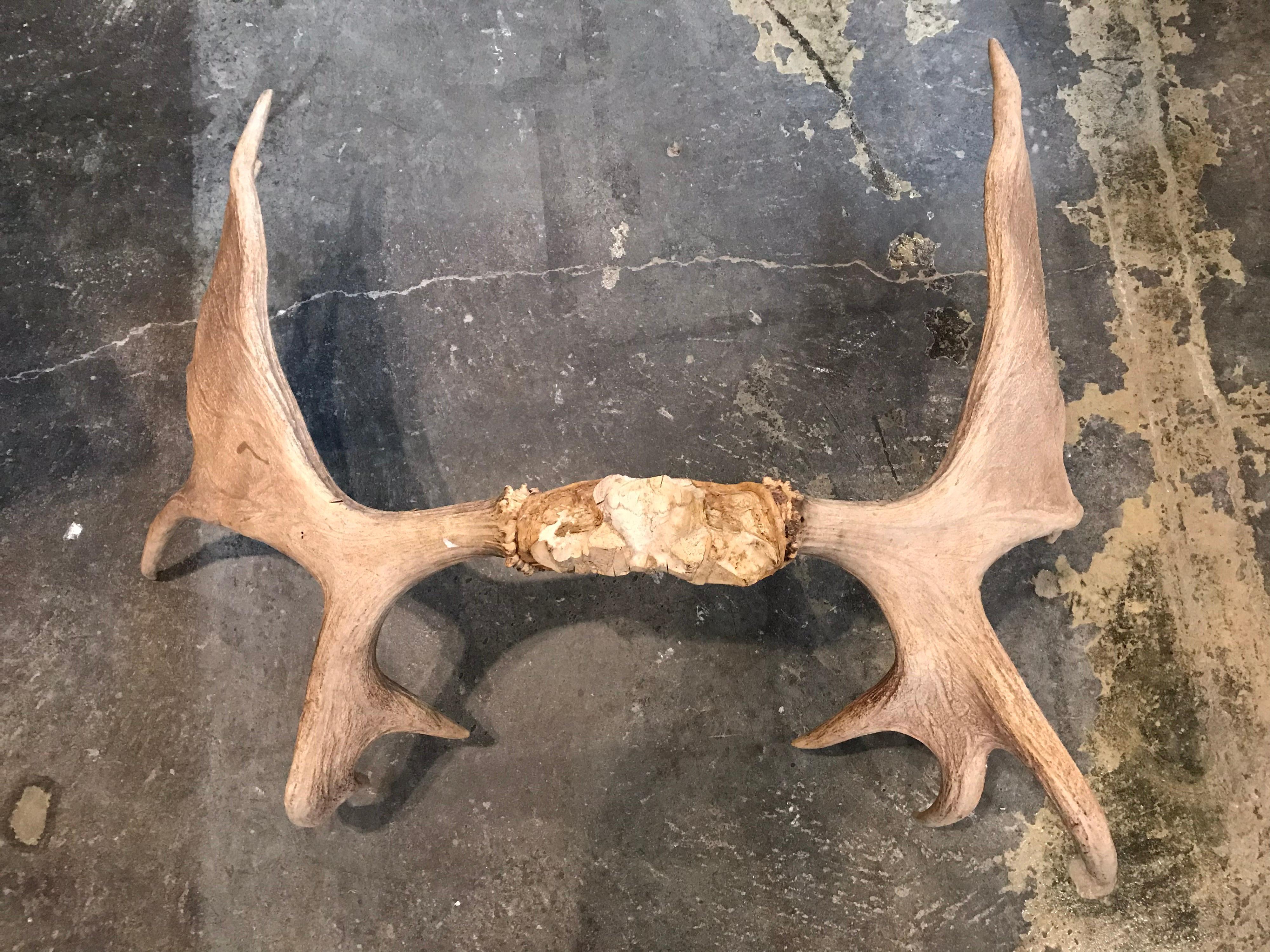 These real moose antlers are large and in charge. Buy them and maybe, just maybe, you will be too.