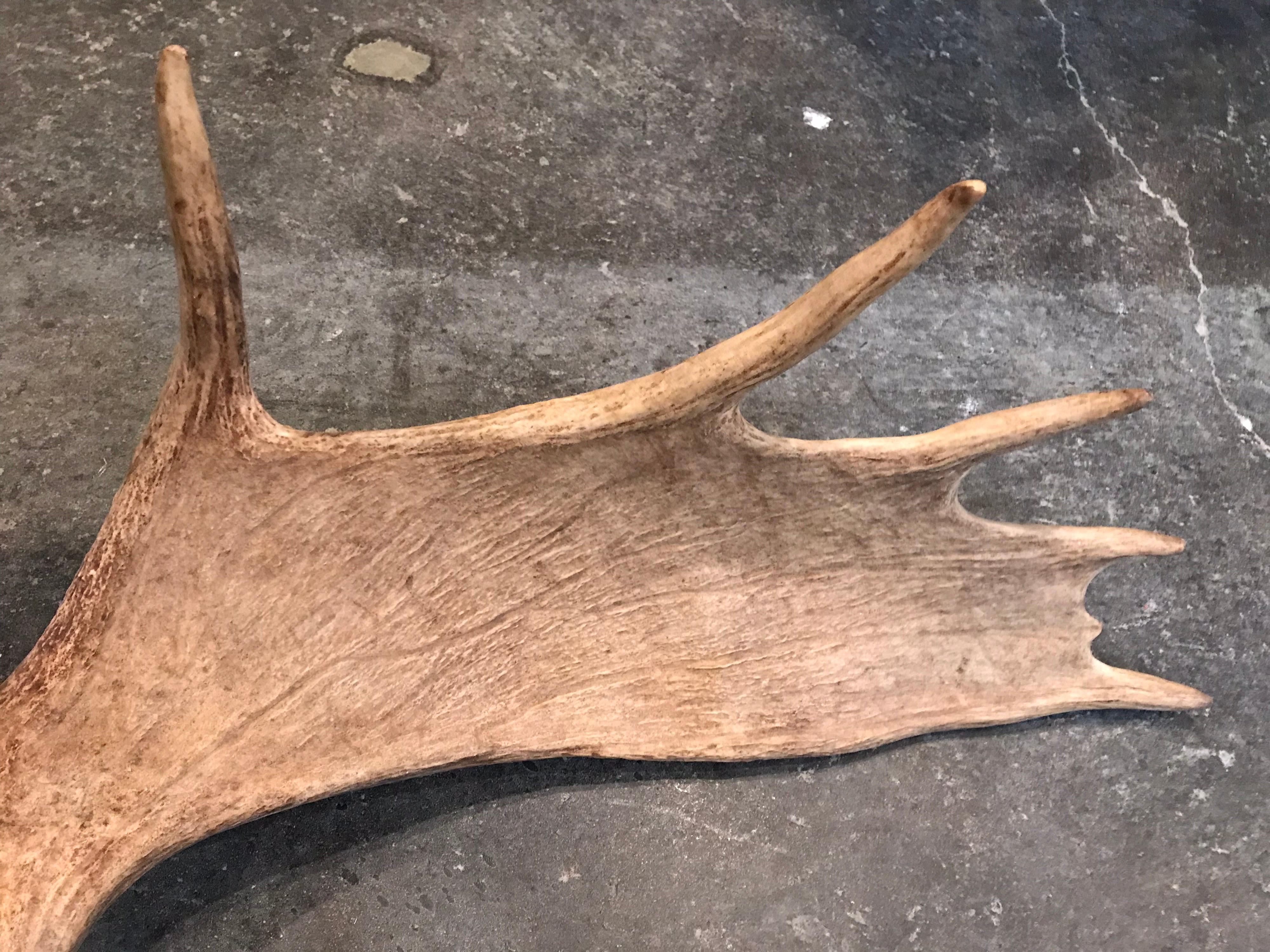 moose antlers for sale