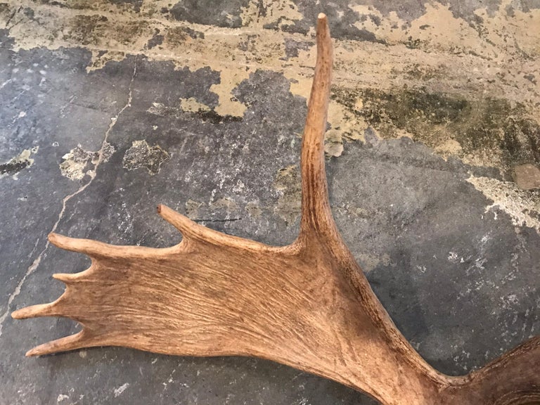 Moose Antlers at 1stDibs moose antlers for sale uk, moose antlers price