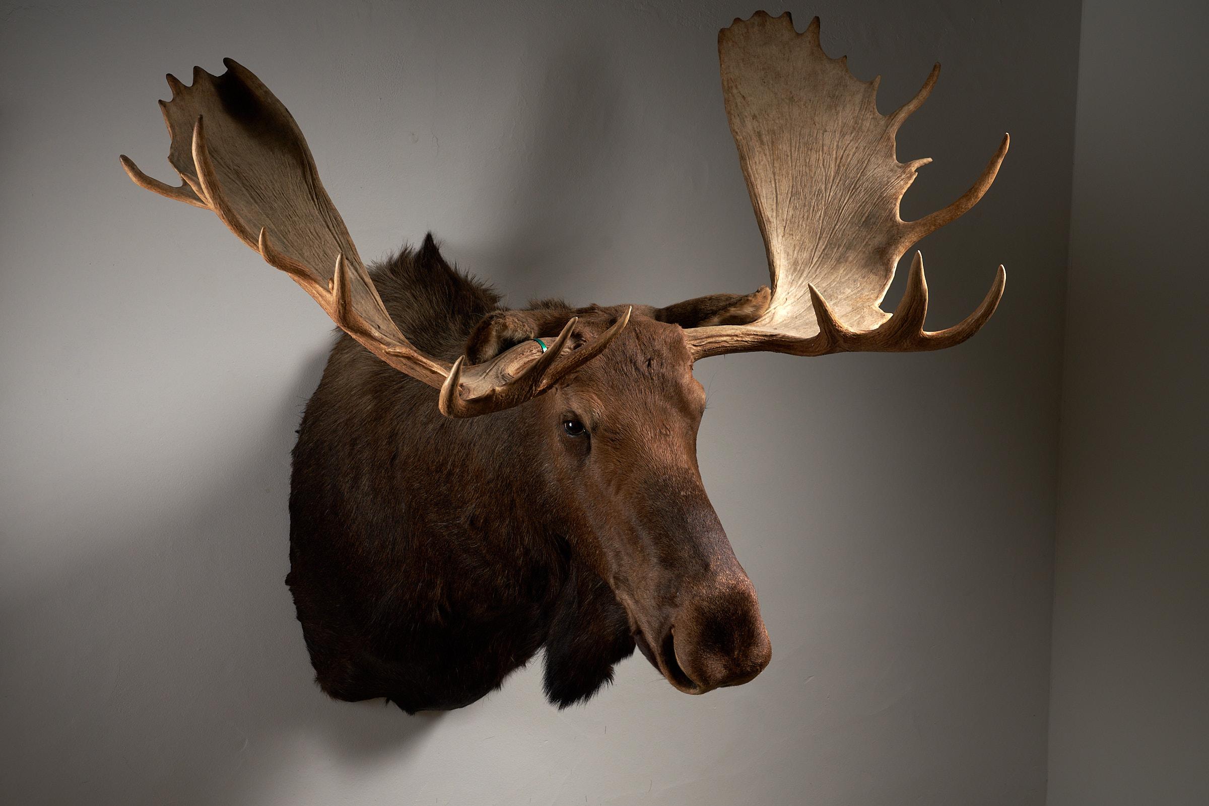 Moose Head Large For Sale 3