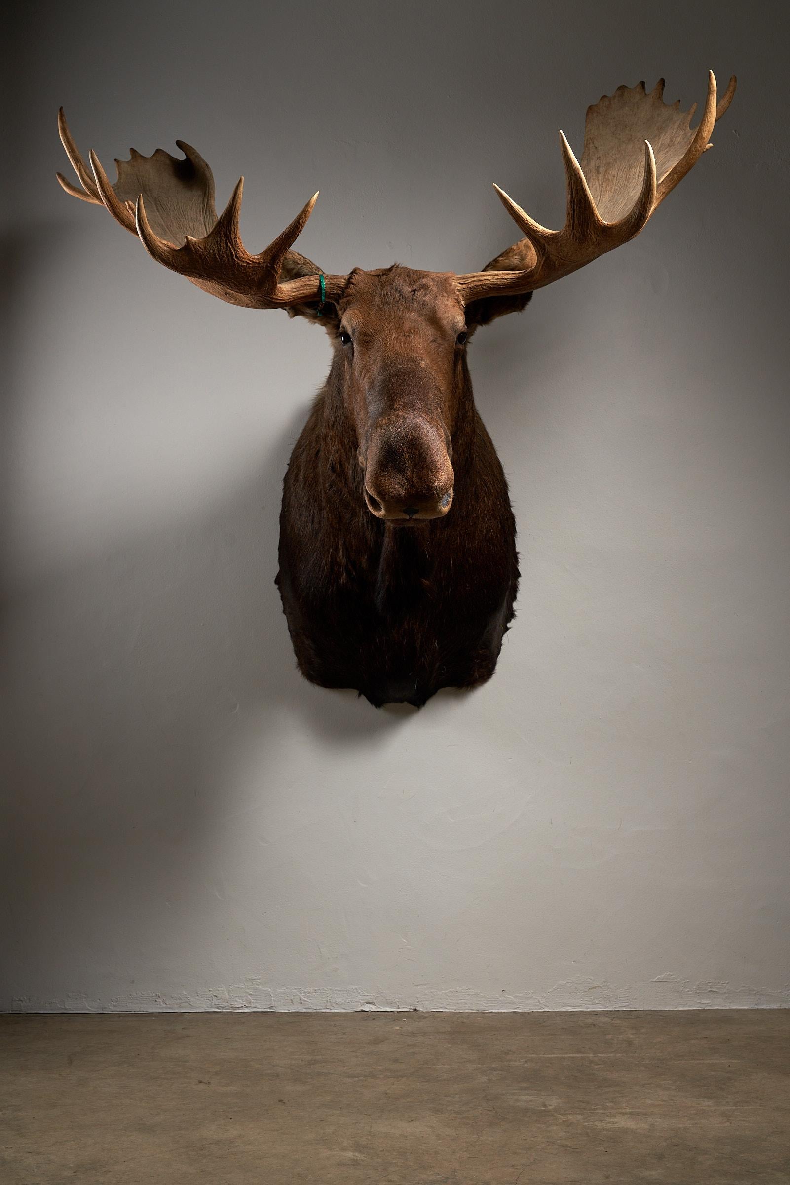 Moose Head Large For Sale 4