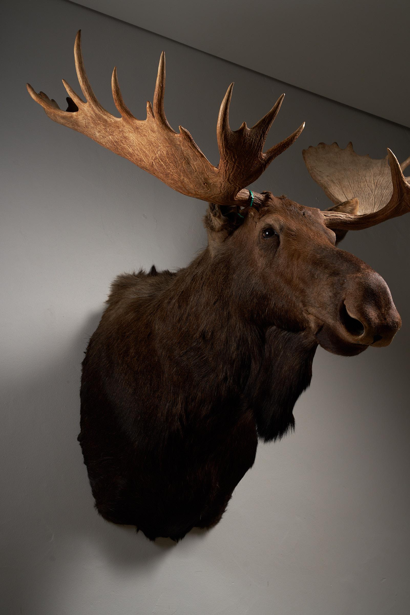 Moose Head Large For Sale 6