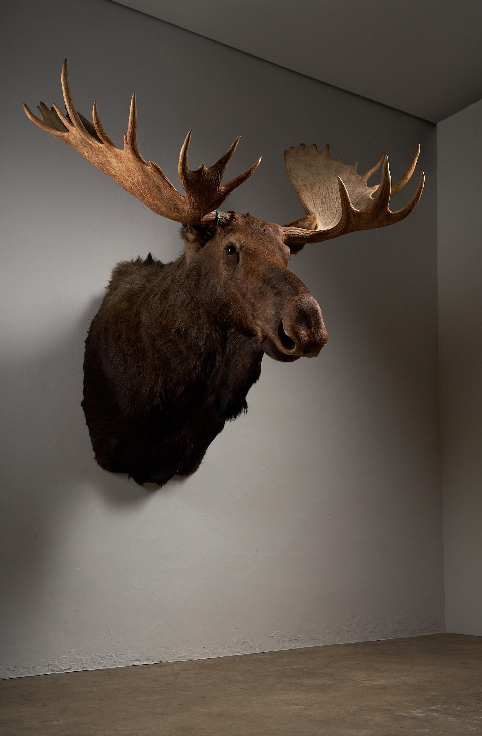 Moose Head Large For Sale 7