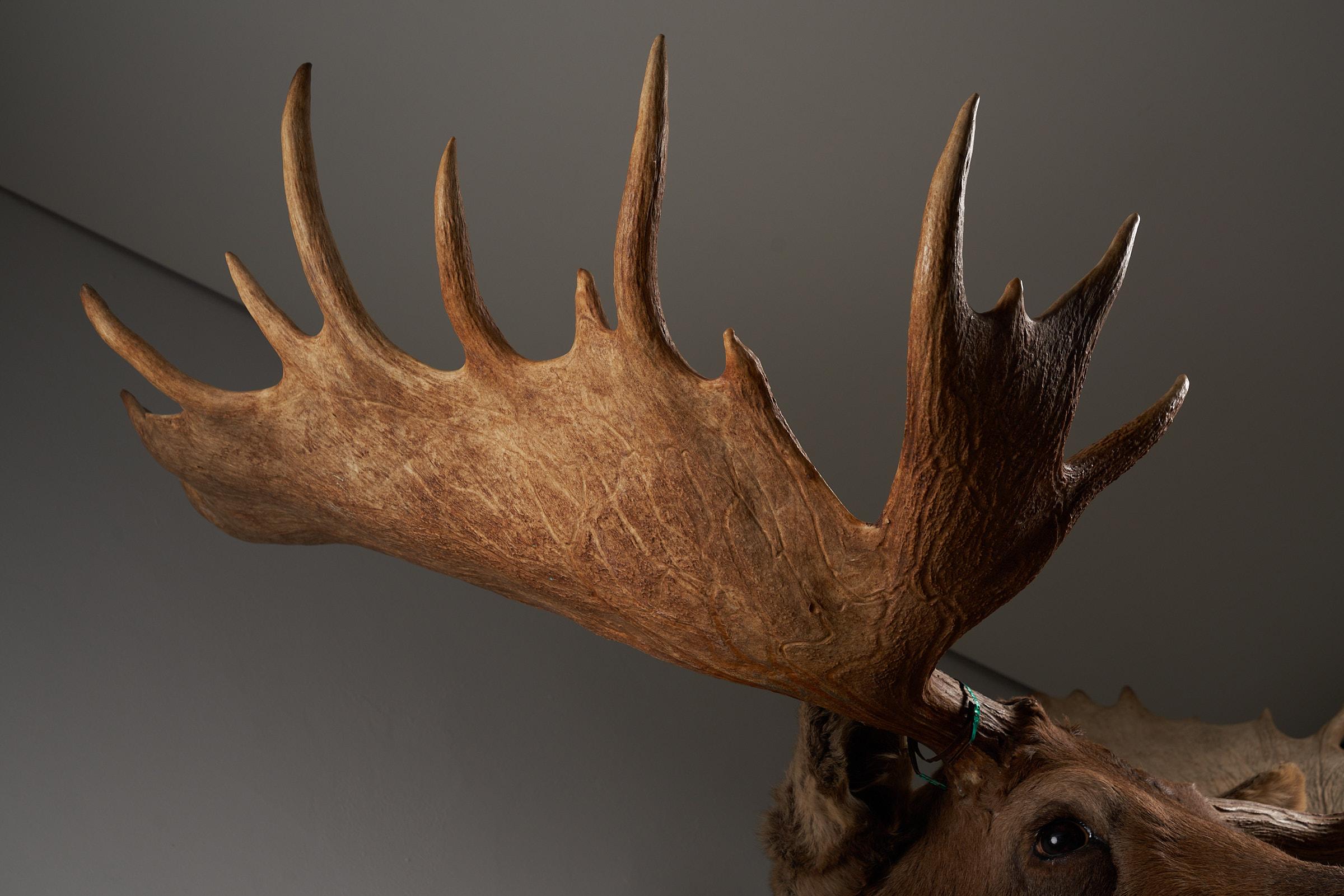 Moose Head Large For Sale 8