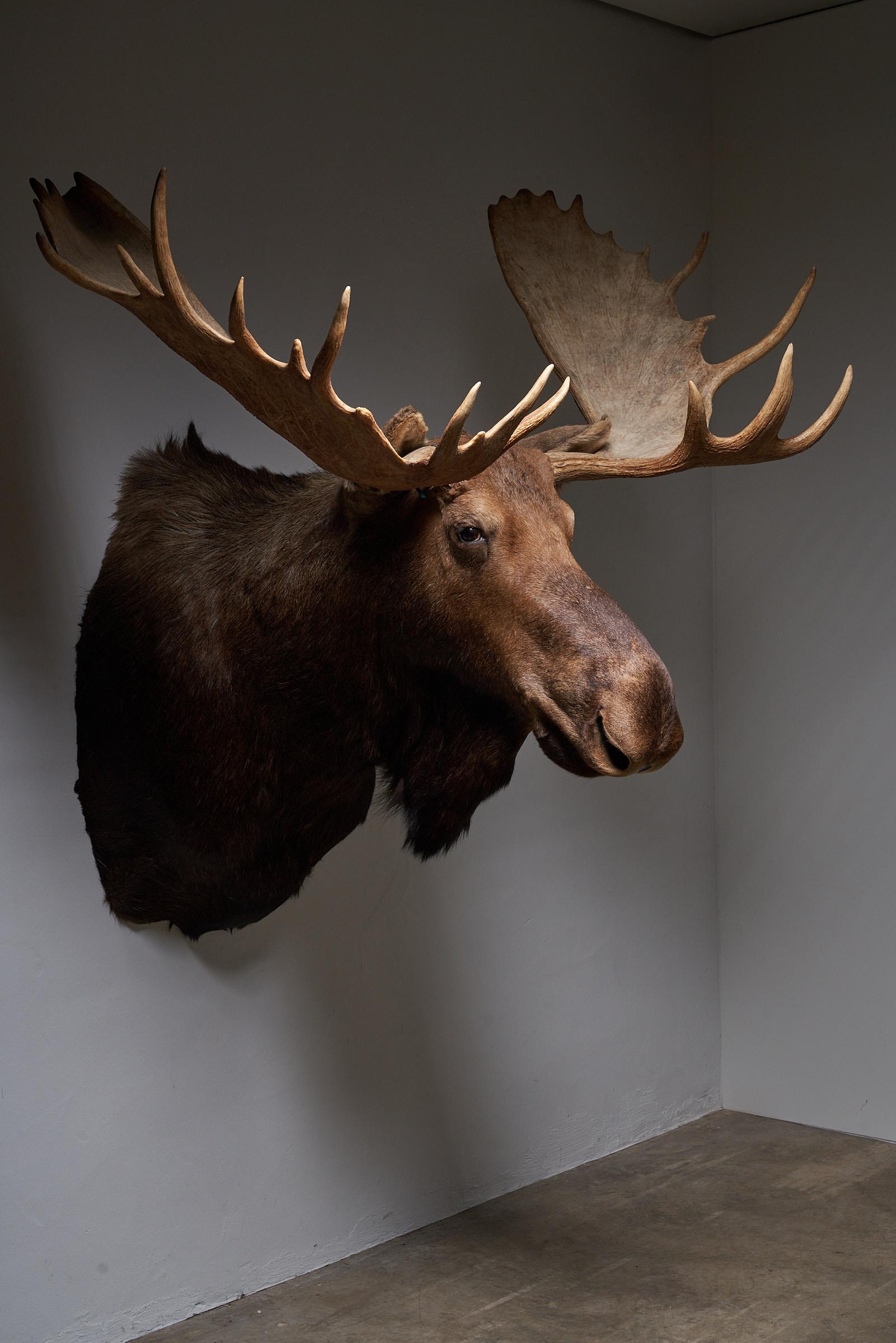 Introducing our exceptional moose head, a magnificent statement piece that commands attention with its impressive size and flawless condition. Expertly mounted and meticulously maintained, this moose head is truly a masterpiece, exuding grandeur and