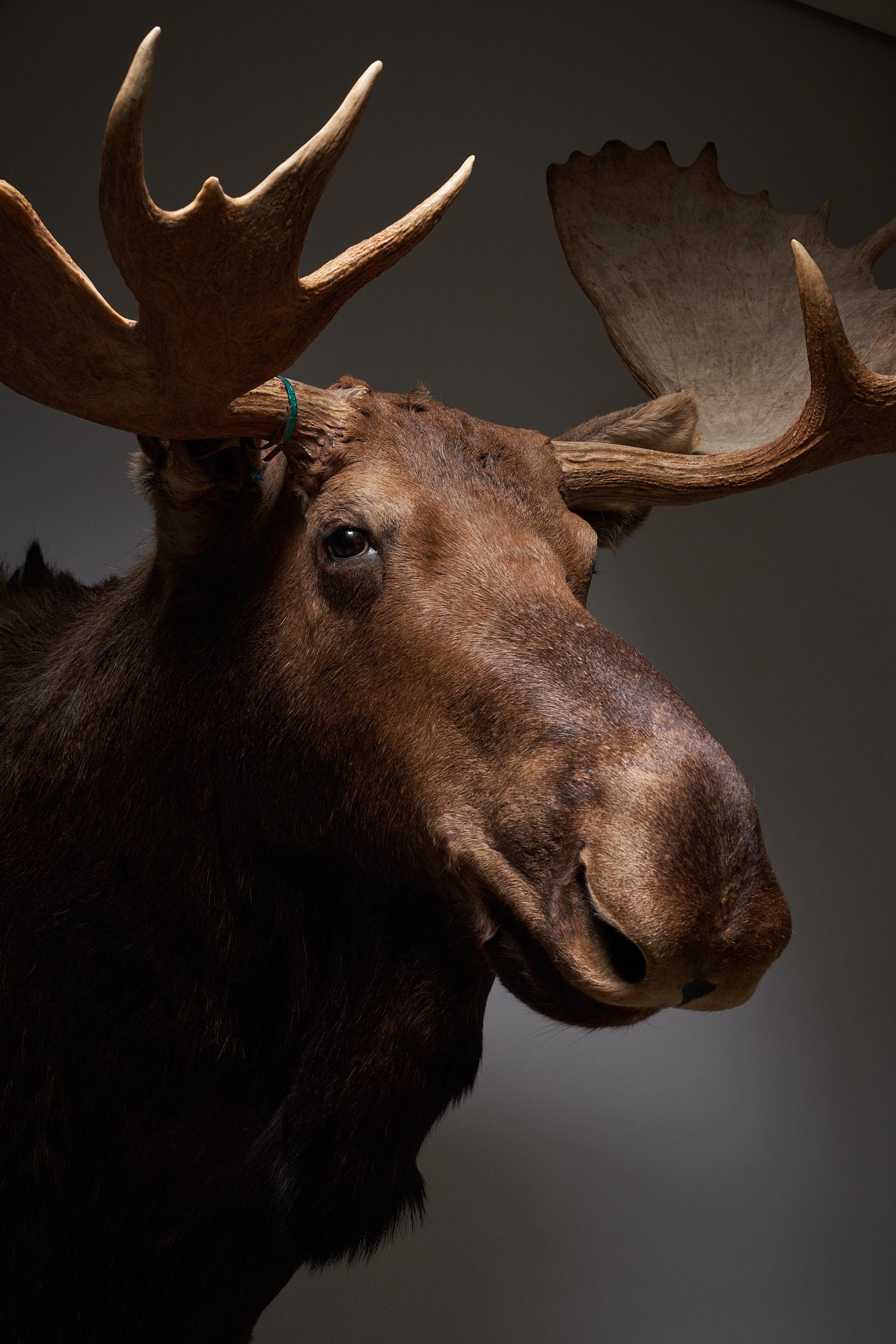 American Moose Head Large For Sale