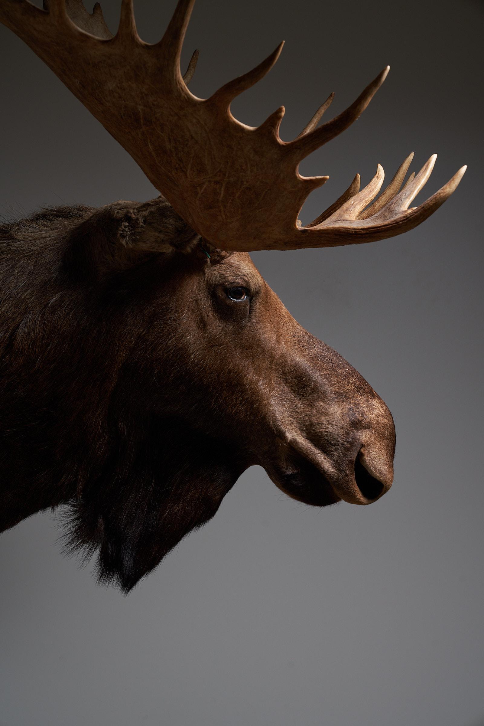 Hand-Crafted Moose Head Large For Sale