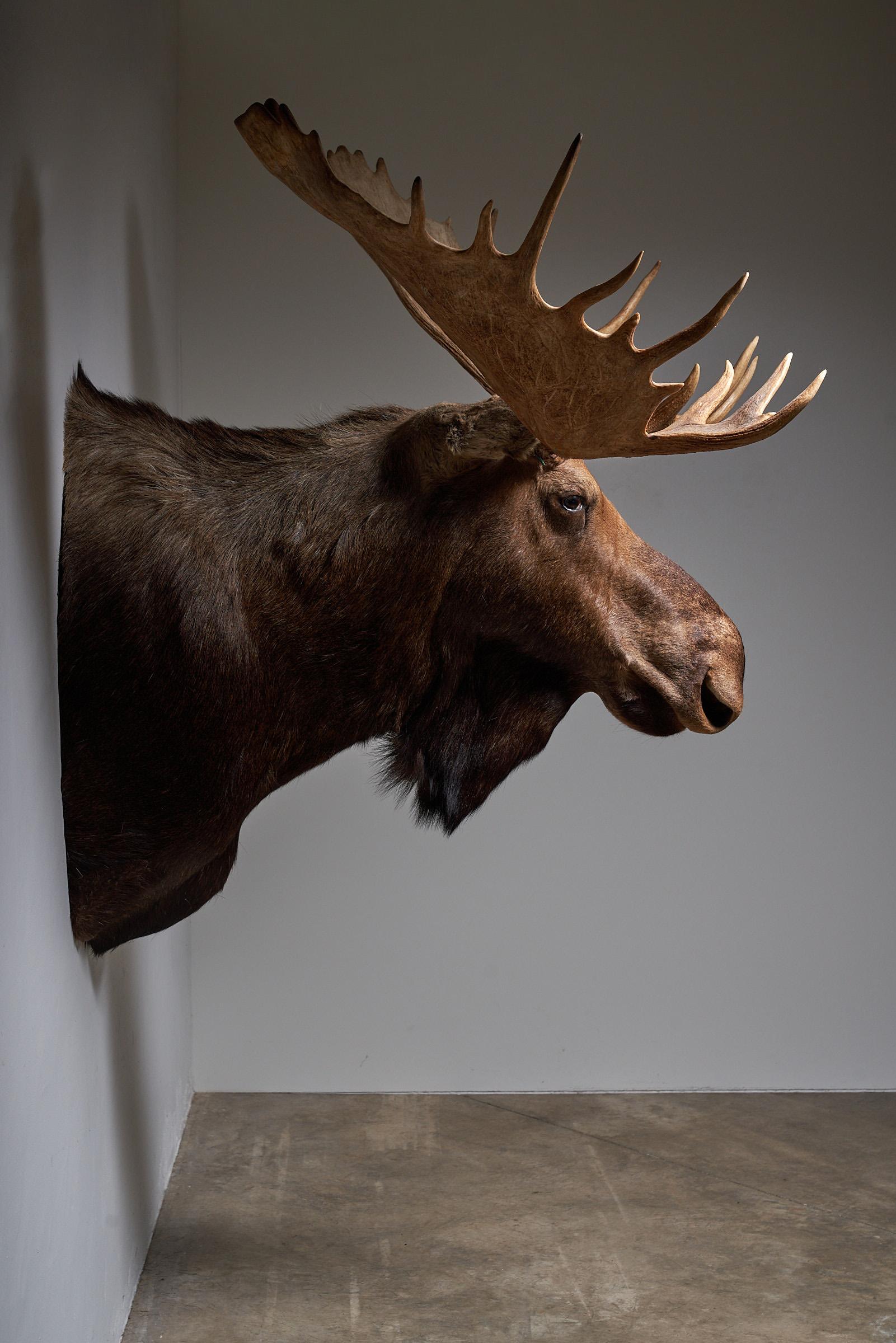 Moose Head Large In Excellent Condition For Sale In Mortsel, BE