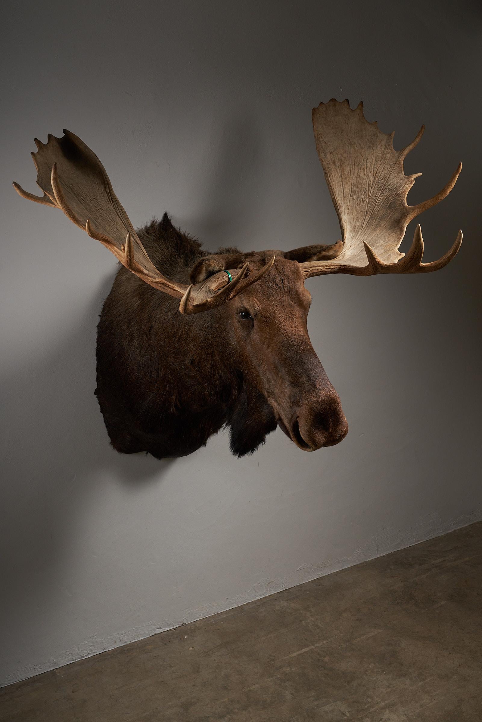 Moose Head Large For Sale 2