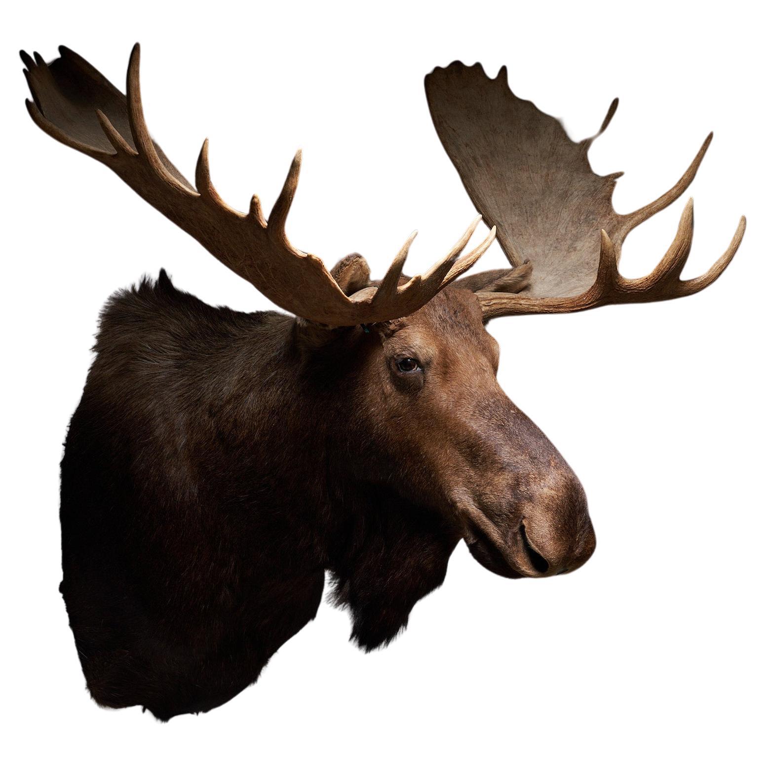 Moose Head Large For Sale