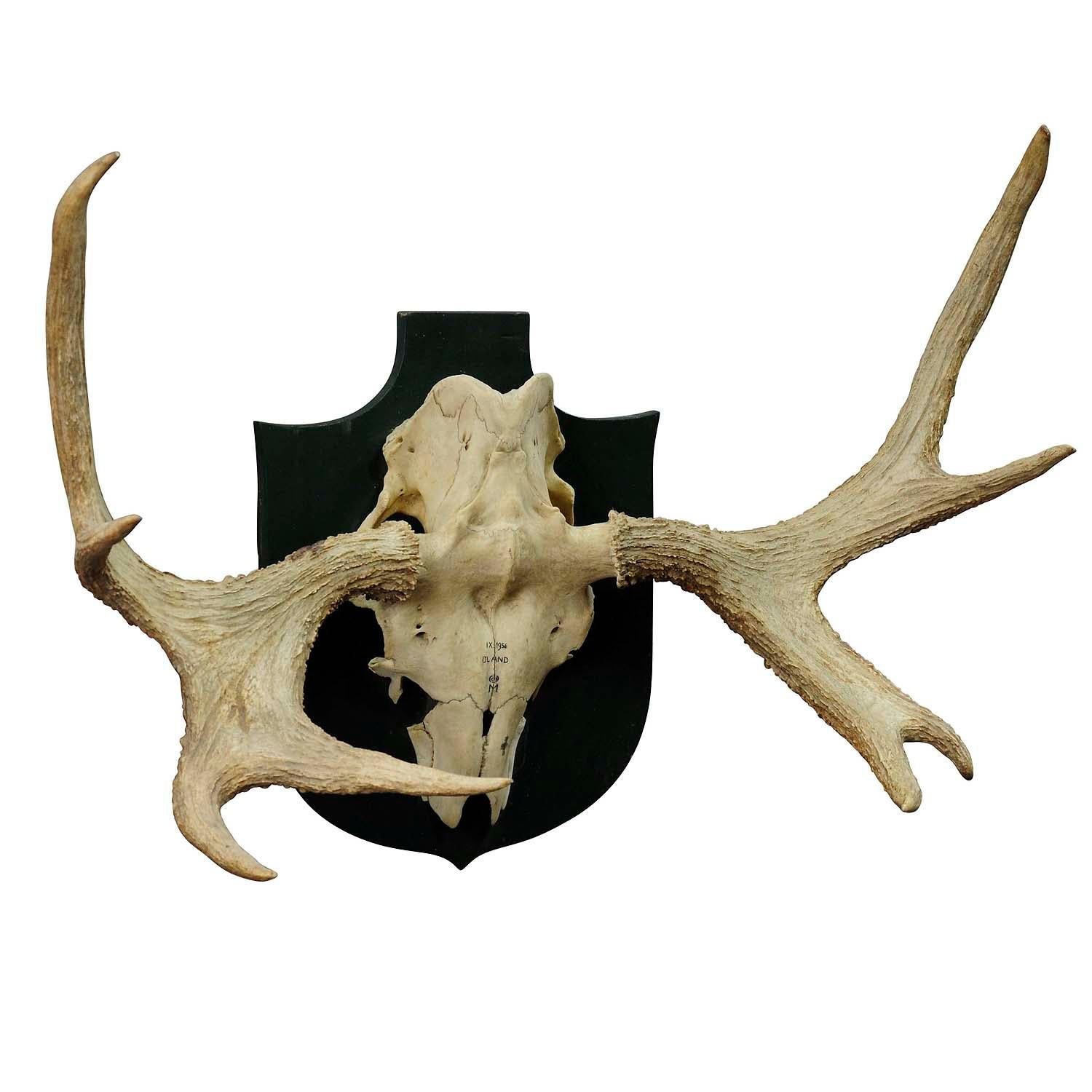 Moose Trophy from a Noble Estate in Germany Shot in Oeland 1956

An impressive moose (Alces alces) trophy from a noble estate, shot in Oeland 1956 by a member of the lordly family of Baden. Mounted on wooden plaque. Place and year of the hunt and