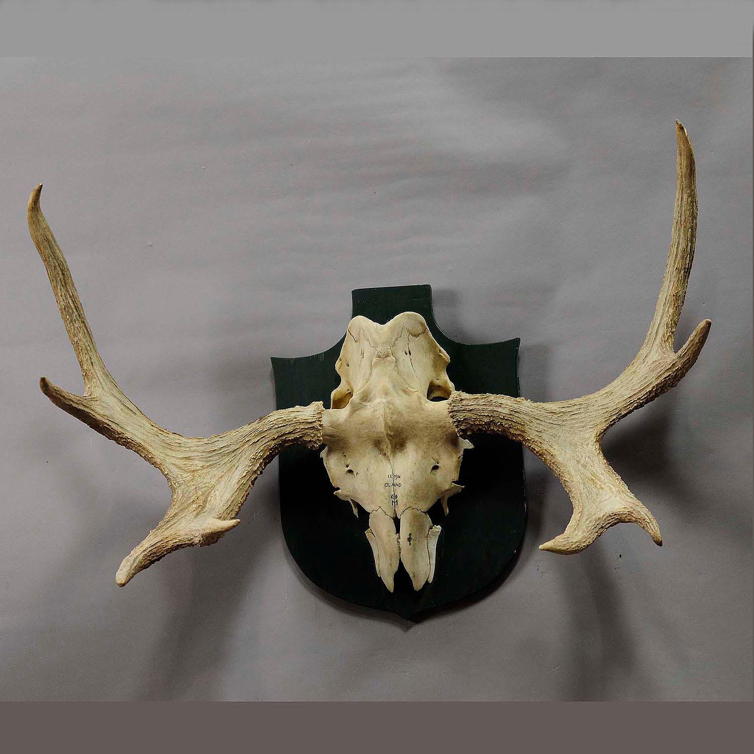 Black Forest Moose Trophy from a Noble Estate in Germany Shot in Oeland 1956 For Sale
