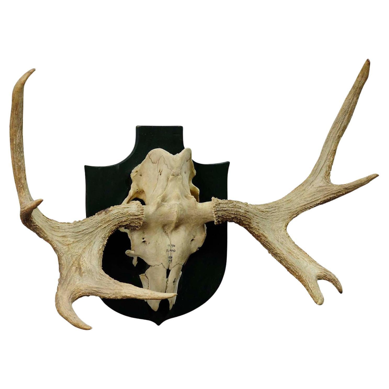 Moose Trophy from a Noble Estate in Germany Shot in Oeland 1956 For Sale