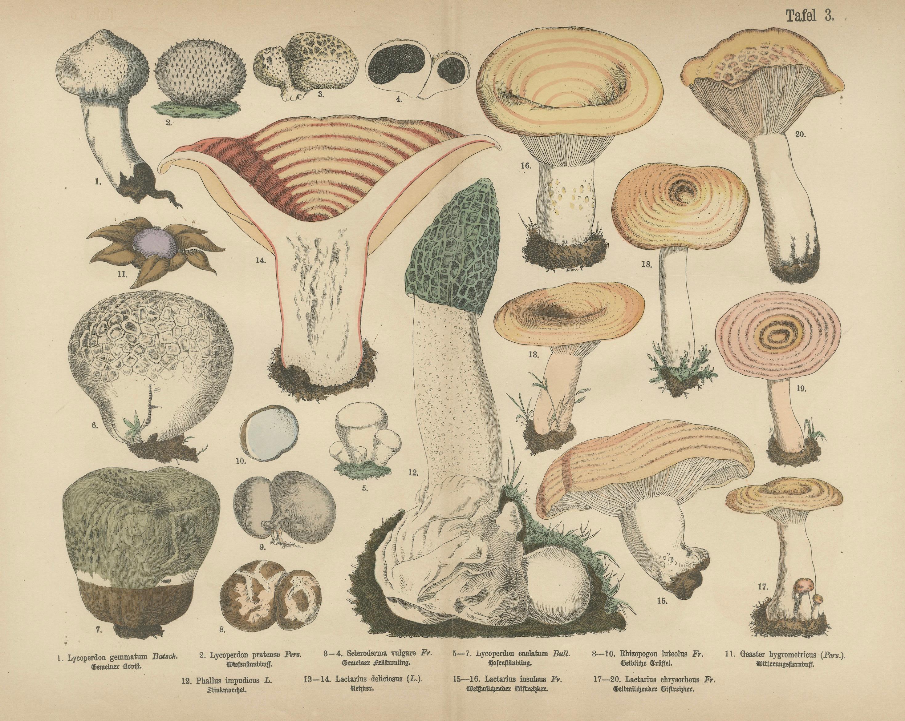 Morel & Funnel Mushrooms – Antique Botanical Lithograph by Fünfstück, 1885