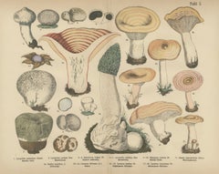 Morel & Funnel Mushrooms – Antique Botanical Lithograph by Fünfstück, 1885