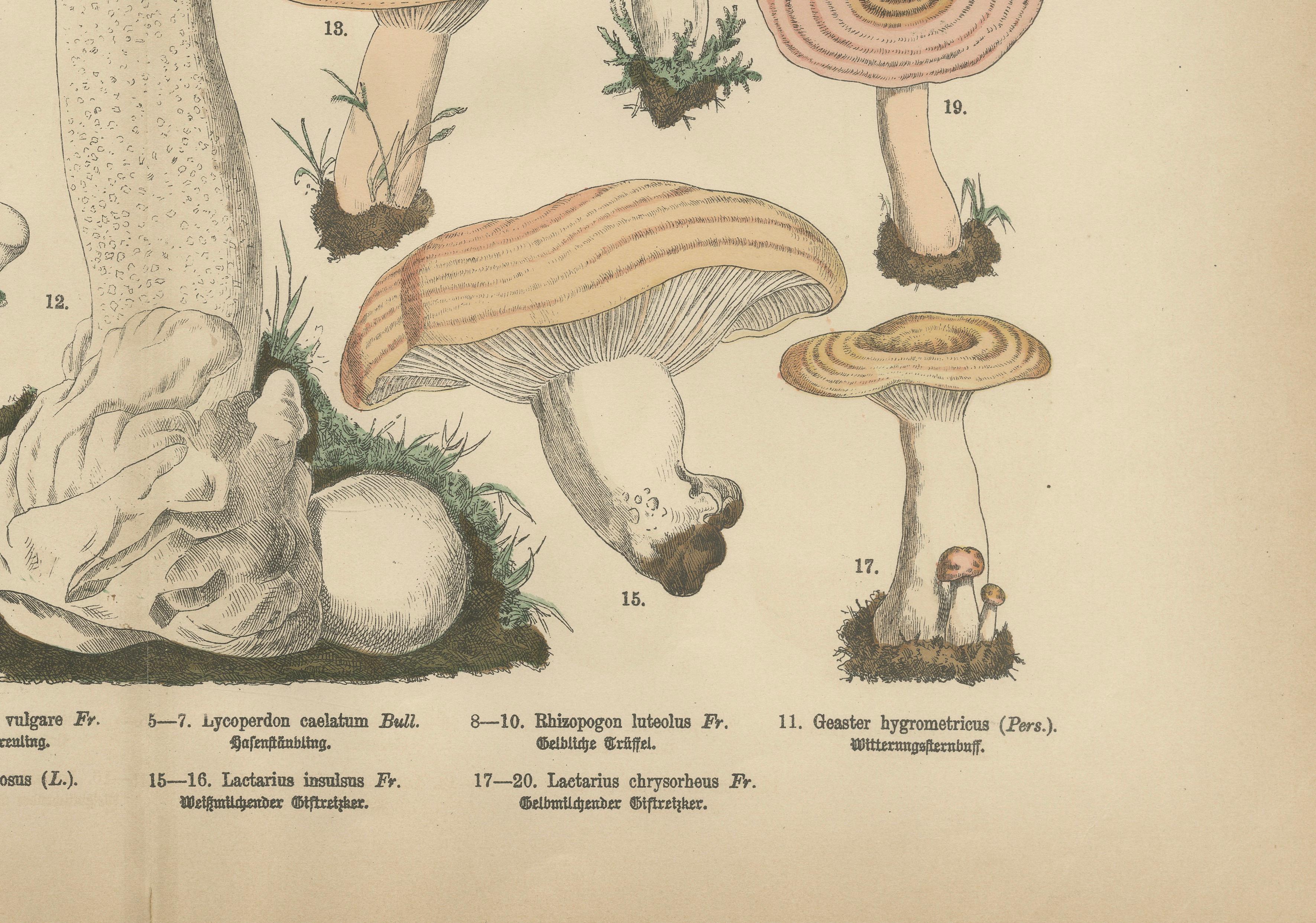 Morel & Funnel Mushrooms – Antique Botanical Lithograph by Fünfstück, 1885